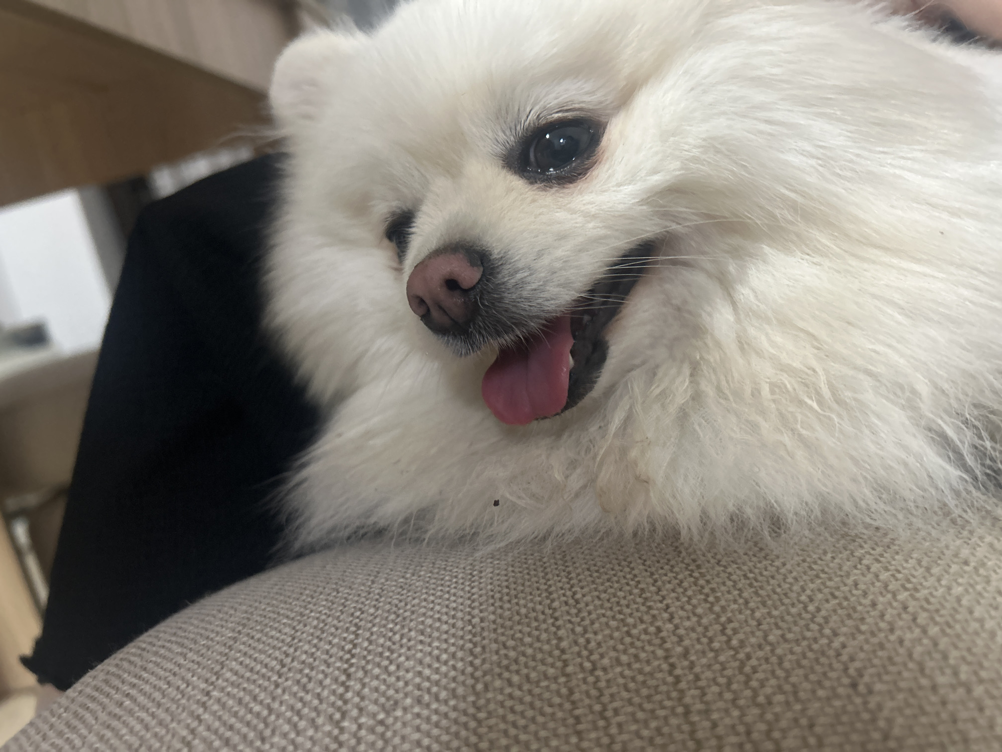 This is a close-up, eye-level, indoor shot of a fluffy white Pomeranian dog. The dog's mouth is open, and its pink tongue is visible. Its eyes are dark and appear to be looking slightly down. The dog's fur is thick and white, with some dark specks visible on its chest. The dog is resting on a textured, light-colored surface, likely a couch or chair. In the background, a dark object, possibly clothing, is visible, and behind that, a wooden surface can be seen. The image does not provide any information about its location in Varna, Bulgaria.