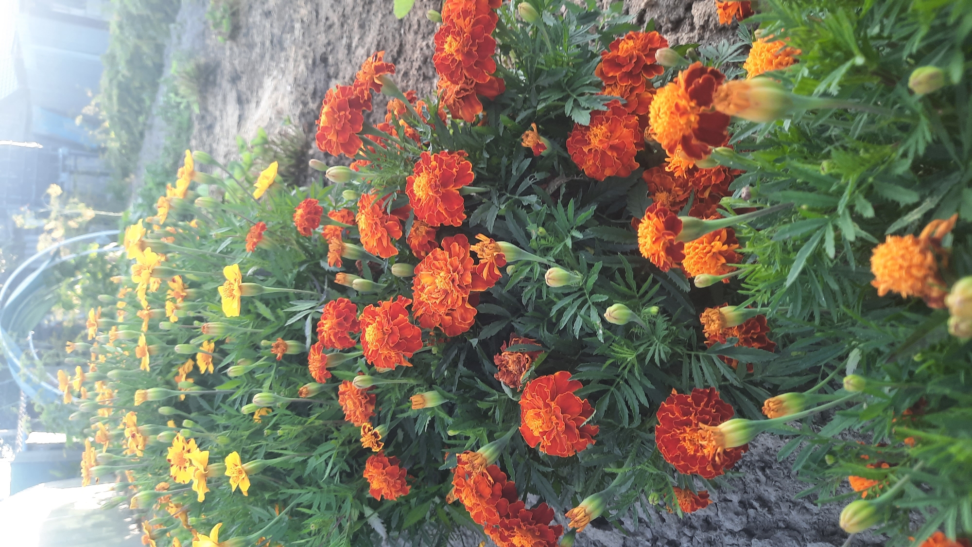 The image depicts a flowerbed featuring a variety of marigolds. The marigolds are predominantly in shades of orange and yellow, with some blooms appearing fully open and others as tightly closed buds. They are planted in soil, with green foliage surrounding them. In the background, a blue, arched structure, possibly a greenhouse or garden frame, is visible. The overall environment suggests an outdoor setting, likely a garden or allotment, in the city of Shklov, Belarus. The lighting indicates it is daytime, with soft sunlight filtering through. There are no people or animals present in the scene.