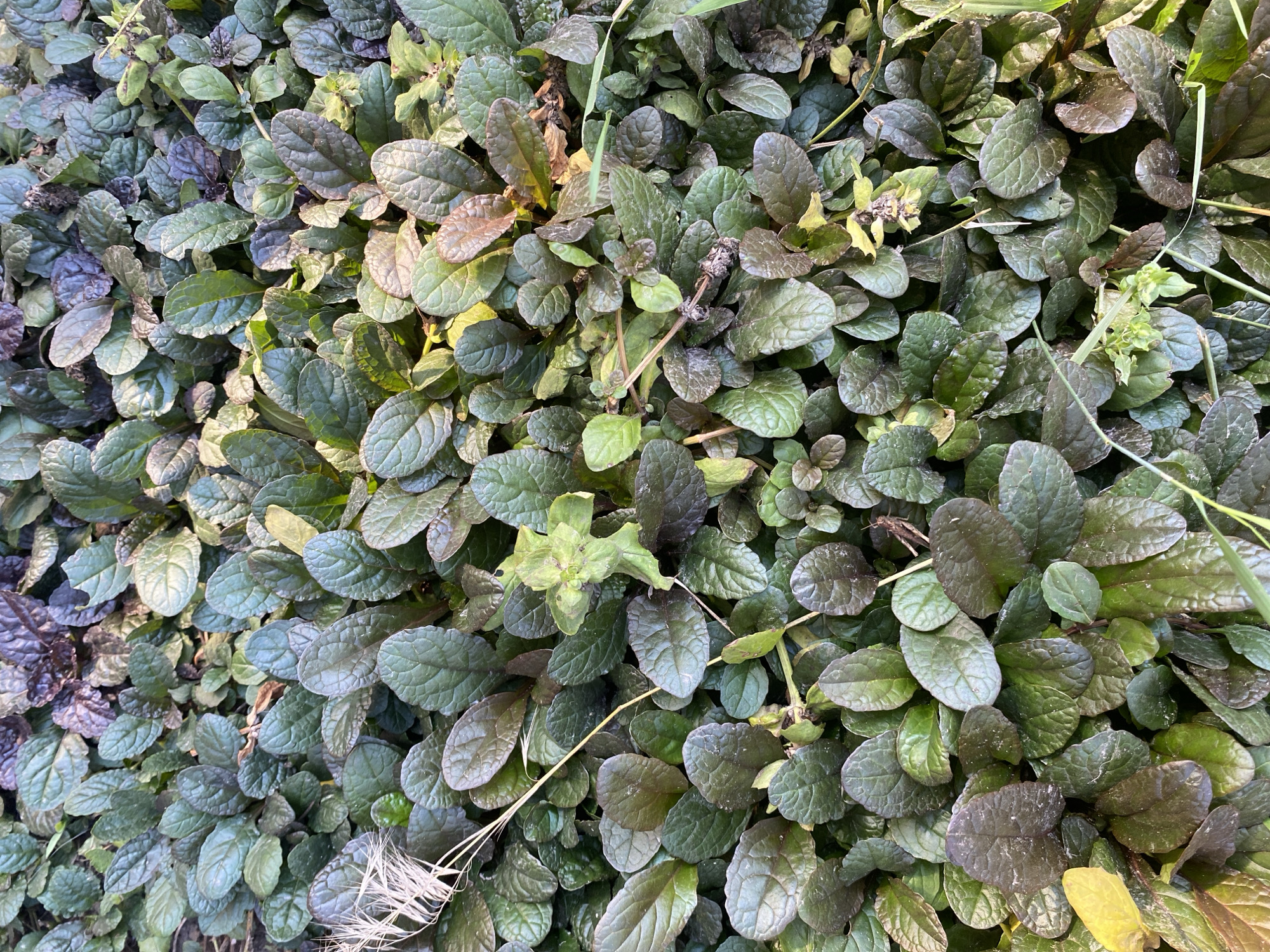 A dense ground cover of Ajuga reptans, commonly known as bugleweed, fills the frame. The leaves are ovate to obovate, with serrated margins and a rugose texture, displaying a range of colors from deep green to dark purple, with some showing bronze or reddish hues. The foliage grows in a low, creeping habit, forming a thick mat. Thin, dried blades of grass and some dried stems are interspersed throughout the leaves. In the upper left quadrant, a few feathery, white seed heads of a grass or similar plant are visible, gently blowing in what appears to be a slight breeze. Small, unopened flower buds, greenish-yellow in color, are present on some of the stems. The lighting suggests it is daytime, with some areas of shadow and dappled light. The image appears to be taken from a high angle, looking directly down onto the ground cover. There are no visible people, animals, or man-made structures, indicating a natural or garden setting. The specific location within the city of Vasylkiv, Ukraine, cannot be determined from the visual information alone.