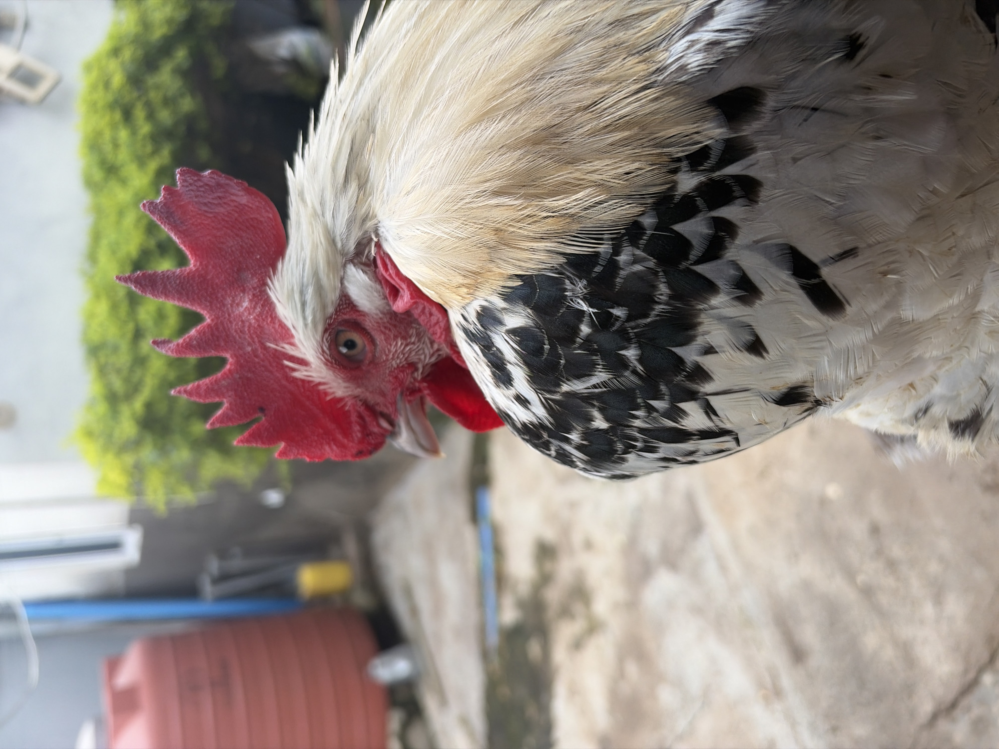 A close-up shot focuses on the head and upper body of a rooster, with its red comb prominently displayed. The rooster's feathers are a mix of white, black, and tan. In the background, out of focus, a red water tank and lush green foliage are visible. The ground appears to be a textured, light-colored surface. The image was captured in Jos, Nigeria.