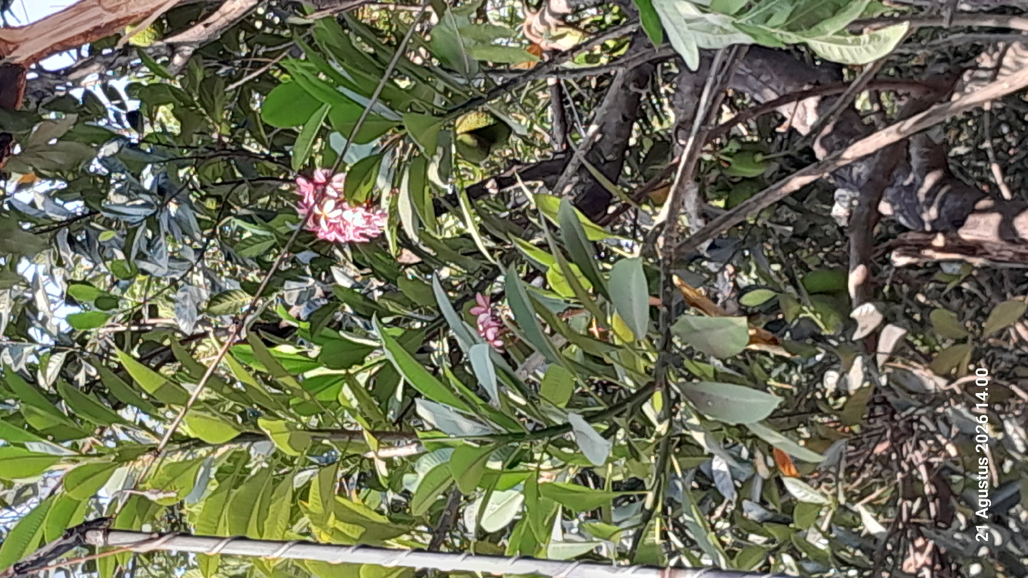 The image shows a cluster of light pink flowers, likely Plumeria, amidst dense green foliage. The flowers are arranged in a circular pattern, with five petals each, and appear to be in bloom. The leaves are oval-shaped and have a glossy texture. The background consists of more greenery and branches, suggesting an outdoor setting in a natural environment. A metallic pole, possibly a part of a fence or support structure, is visible on the left side of the image, wrapped with a light-colored material. The lighting indicates it is daytime, with sunlight filtering through the leaves, creating dappled shadows. The bottom left corner of the image displays a watermark with the text "21 Agustus 2026 14.00", indicating the date and time the photograph was taken. The overall scene is lush and verdant, characteristic of a tropical or subtropical climate. Based on the provided text, this image was captured in Takeran, Indonesia.