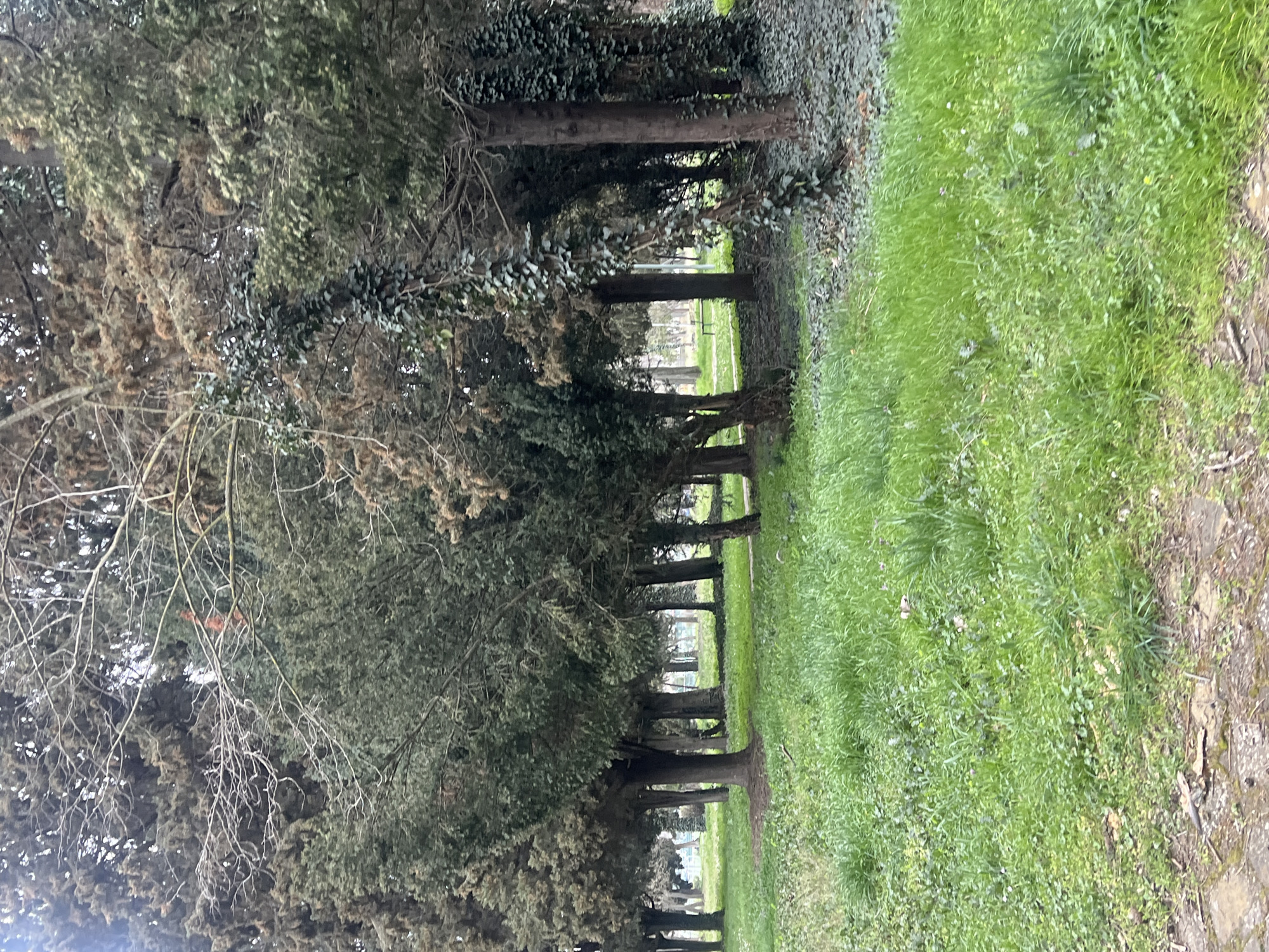The image depicts a tree-lined pathway through a park. The trees, with their foliage, form a canopy over the path. Grass and vegetation cover the ground on either side. The scene appears to be taken in a cemetery, with grave markers faintly visible at the end of the path. The photo does not provide information that can relate to city or country.