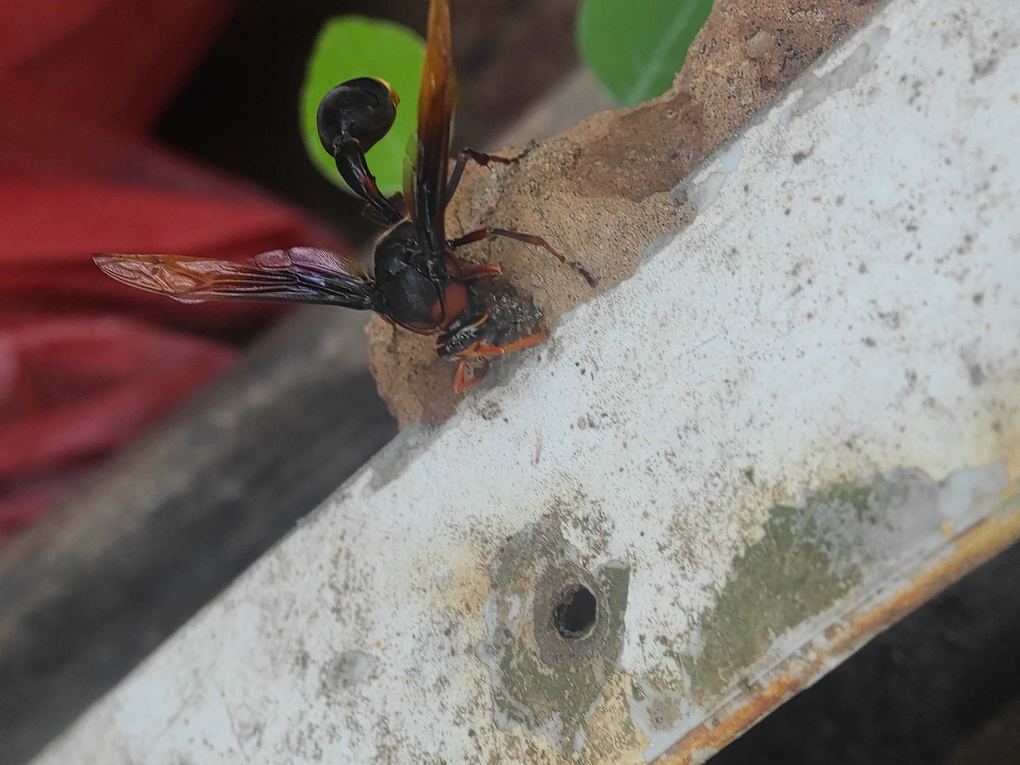 A black and orange mud dauber wasp is perched on a rough, light-colored surface near a small mud nest. The surface is likely part of a weathered structure, with visible corrosion and discoloration. The wasp has distinctive club-shaped antennae. In the background, green foliage and a hint of a red object are visible. The photograph was taken in Lhokseumawe, Indonesia.