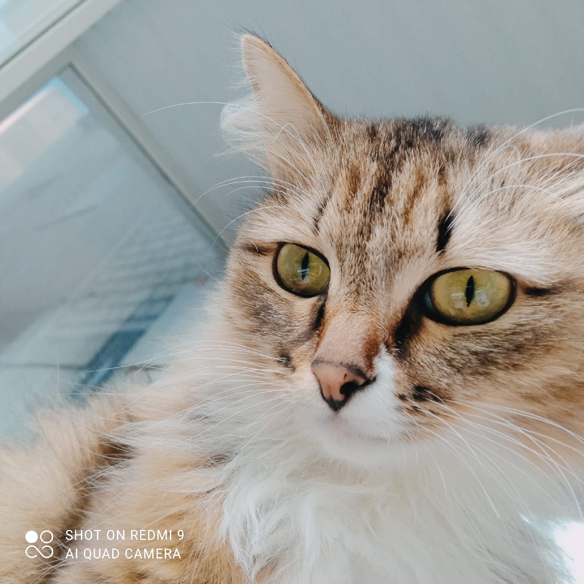 A close-up shot features a cat's face, specifically its head and upper body, captured from a slightly low angle. The cat has striking green eyes with dark pupils that appear to be reflecting some light source. Its fur is a mix of brown, black, and white tabby markings, with fluffy white fur around its neck and chest. The background is out of focus, showing what appears to be a window with blue and white reflections. The bottom left corner of the image contains a watermark that reads "SHOT ON REDMI 9 AI QUAD CAMERA." The image does not depict any specific location in Chaikovsky, Russia.