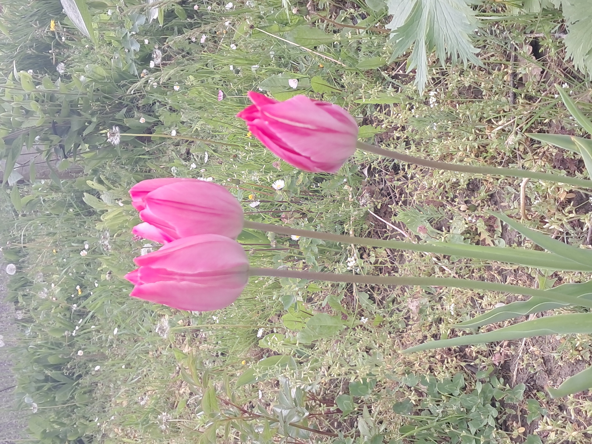 The image depicts a garden setting in Seykovtsi, Bulgaria, showcasing three pink tulips in the foreground. The tulips are in varying stages of bloom, with one fully closed. Their green stems extend amidst a mix of grass and other small plants scattered across the ground. Dandelions and other petite white flowers are also visible in the background. The overall scene captures a natural, uncultivated garden environment.