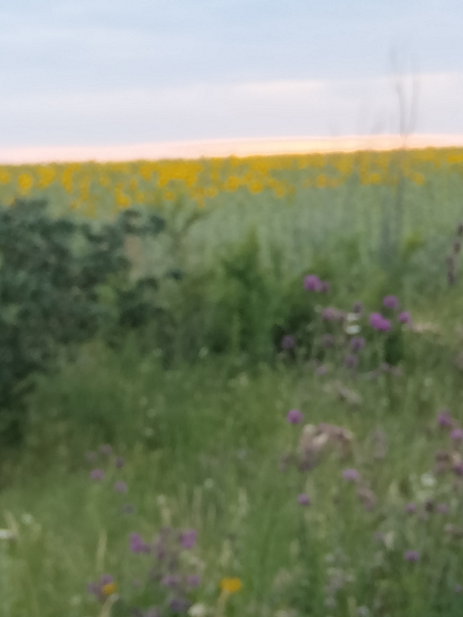 The image depicts a field of sunflowers under a pale sky. The sunflowers are a vibrant yellow, contrasting with the green foliage of the field. In the foreground, there are various wildflowers, some of which are purple. The scene is blurred, giving it a soft and impressionistic quality. The location is identified as Zherebkove, Ukraine.