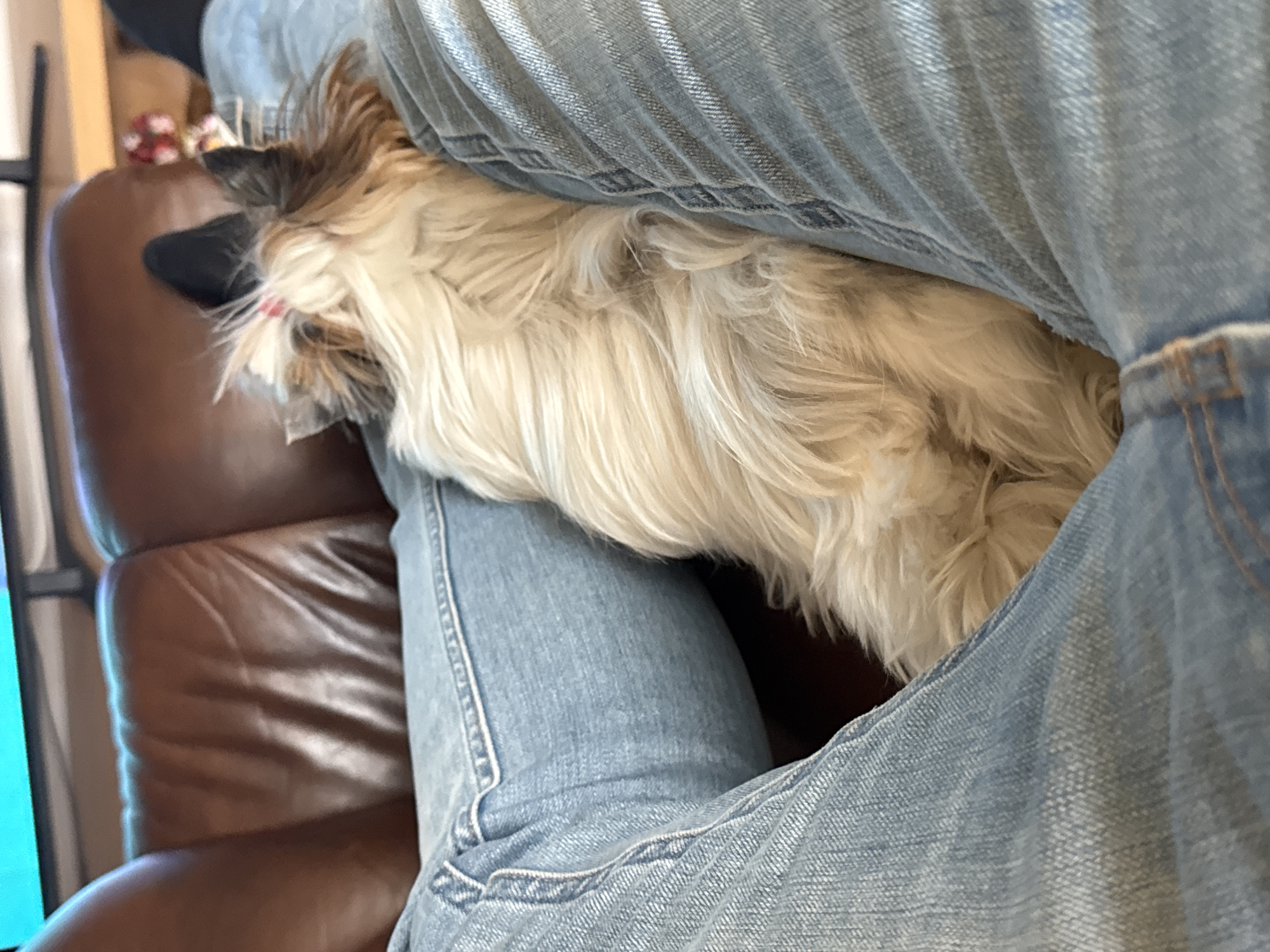 The image shows a person wearing light blue jeans sitting on a brown leather couch. A small, long-haired dog with white and tan fur is nestled between the person's legs. The dog's head is resting on the couch cushion, and its body is pressed against the person's legs. The background is blurred, making it difficult to discern specific details about the room. No information in the photo leads to a conclusion about the location within Plovdiv, Bulgaria.