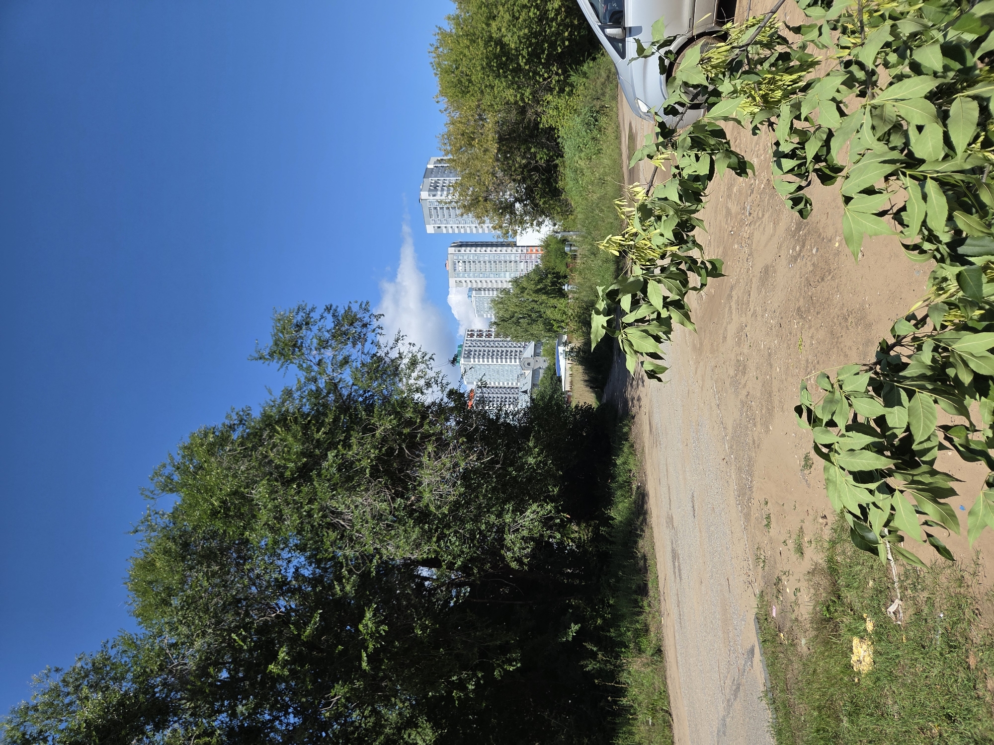 In Ulyanovsk, Russia, on a clear day with a bright blue sky, a street scene unfolds. A dirt road, partially paved with asphalt, winds through the foreground. To the left, a dense, leafy tree dominates the scene, its branches reaching towards the sky. In the background, modern high-rise buildings with light-colored facades stand tall against the horizon, interspersed with green trees. A silver car is parked on the right side of the road. In the immediate foreground, a tree branch with green leaves and some yellow seed pods hangs down, partially obscuring the view. The ground is a mix of dirt, gravel, and sparse grass, with some litter visible on the grassy patches.
