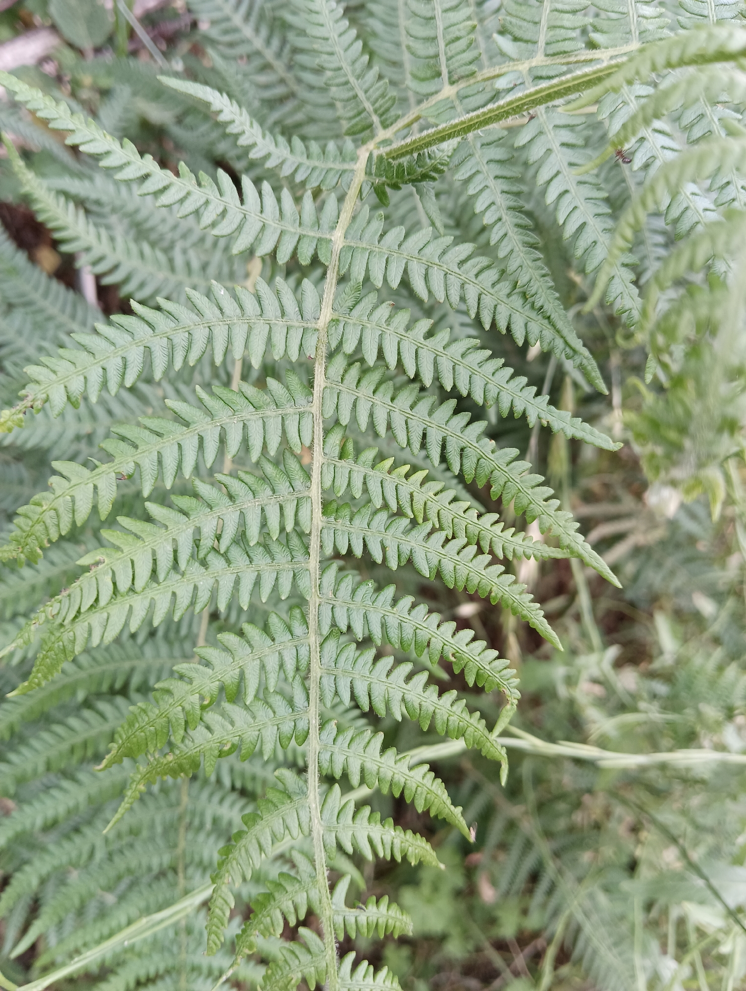 This is a close-up, eye-level shot of a green fern frond. The frond is the central subject, filling most of the frame. It is composed of many smaller, serrated leaflets arranged along a central stem. The fern is lush and healthy, with a vibrant green color. The background consists of other ferns and foliage, creating a soft, blurred effect that emphasizes the sharpness of the main frond. The lighting appears to be natural and diffused, suggesting an overcast day or a shaded location. No people, text, or discernible activity are present. The overall impression is one of natural beauty and tranquility, typical of a forest or garden setting. Given the location context of Vashisht, India, this could be a common plant found in the Himalayan foothills. The image evokes a sense of peace and immersion in nature.