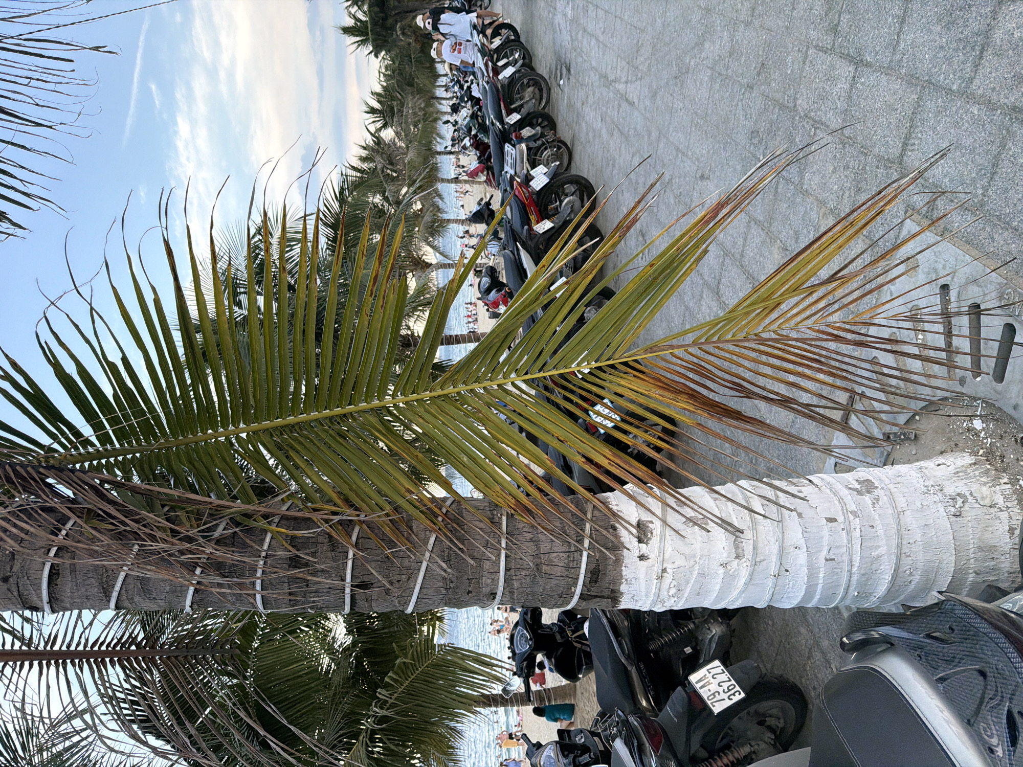 A group of motorcycles are parked in a line on a paved area next to a beach. Palm trees with fronds in the foreground partially obscure the view of the motorcycles and the beach. The scene appears to be a tropical location, possibly during the day as indicated by the lighting. The motorcycles are a variety of colors and models, some with license plates visible. In the background, people can be seen on the beach and in the water. The sky is partly cloudy. One motorcycle has a license plate with the text "79-M1 362.27". The palm tree trunk in the foreground is white and appears to be wrapped with white bands.