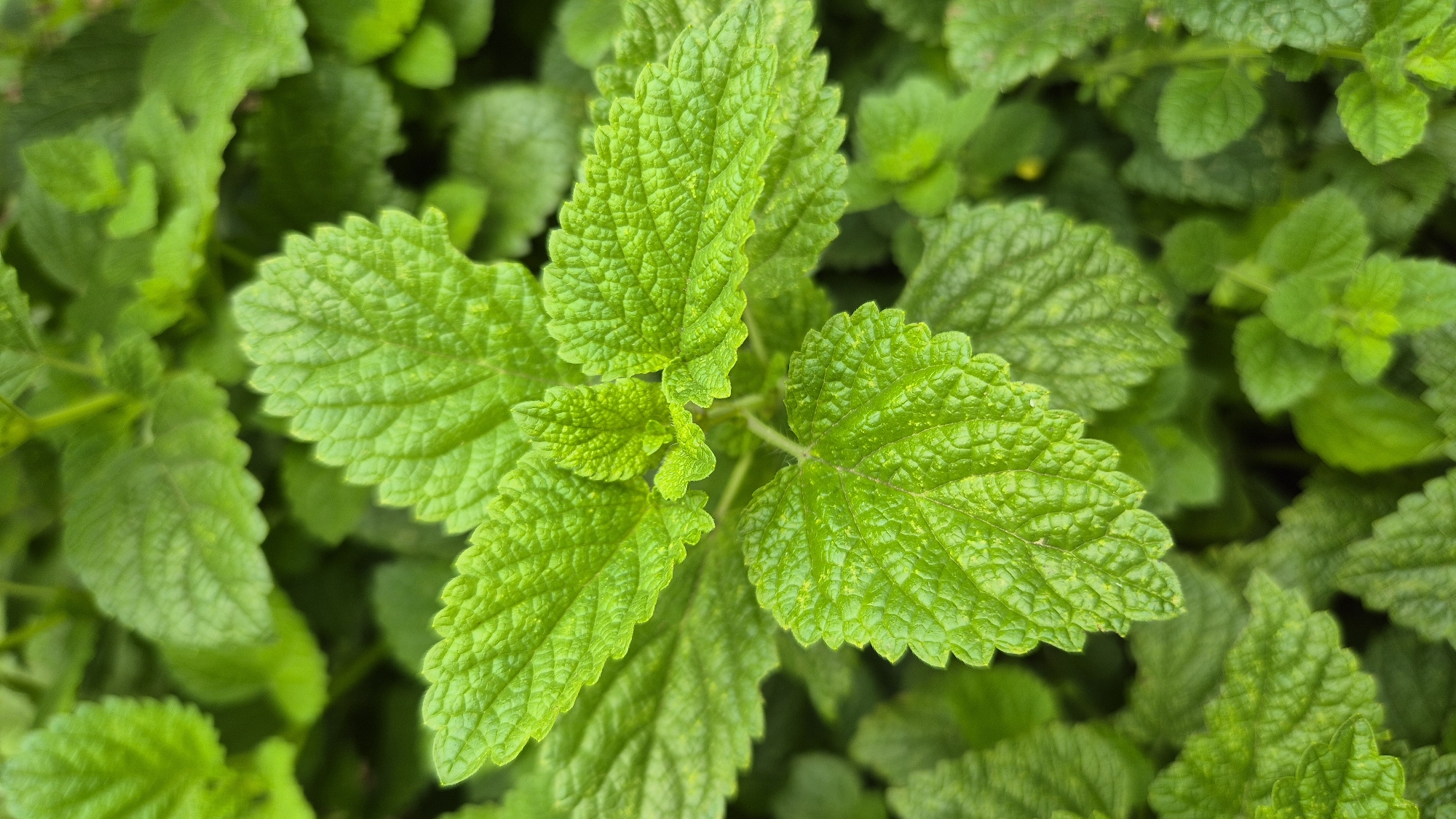 A close-up, overhead shot focuses on a cluster of vibrant green leaves with textured surfaces and serrated edges. The leaves are arranged in a way that suggests a plant in good health and growth. The background consists of more out-of-focus green foliage, creating a soft, natural backdrop. The image captures the intricate details of the leaf veins and the subtle variations in color and light across the plant. The scene is devoid of any human presence or man-made objects. The location is identified as Doirentsi, Bulgaria.