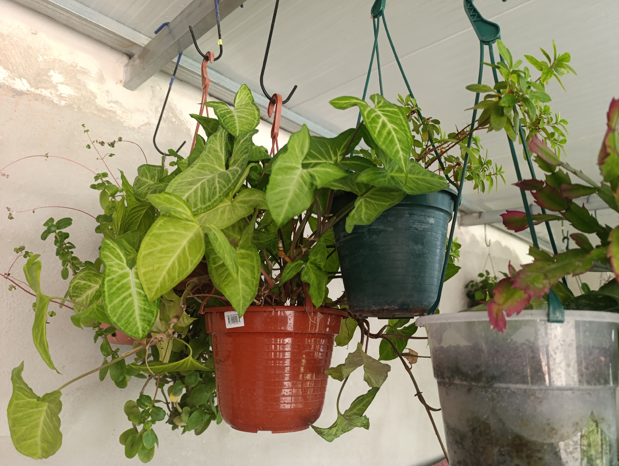 Three hanging potted plants are displayed against a white wall and ceiling. The plants are varied in type and container. The leftmost plant is in a reddish-brown plastic pot and features lush green leaves with prominent white veining, typical of a Syngonium species. It also has trailing vines with smaller, oval leaves. The middle plant, in a dark green plastic pot, also appears to be a Syngonium with similar heart-shaped, variegated leaves and trailing stems. To the right, a clear plastic pot holds a plant with segmented, flattened stems, tinged with pink and green, resembling a Christmas cactus (Schlumbergera). Behind this, another plant with small green leaves and slender stems is visible. The plants are suspended from a metal bar attached to the ceiling by hooks and cords. The wall shows signs of wear, with patches of discoloration. The scene is likely outdoors or in a sheltered area, given the lighting and the presence of hanging plants. There is no visible indication of the time of day or specific weather conditions, though the lighting suggests it is daytime. No people are present, and the overall impression is one of indoor or patio greenery. A partially visible barcode sticker with the text "OIS TEC ASTA" is on the reddish-brown pot.