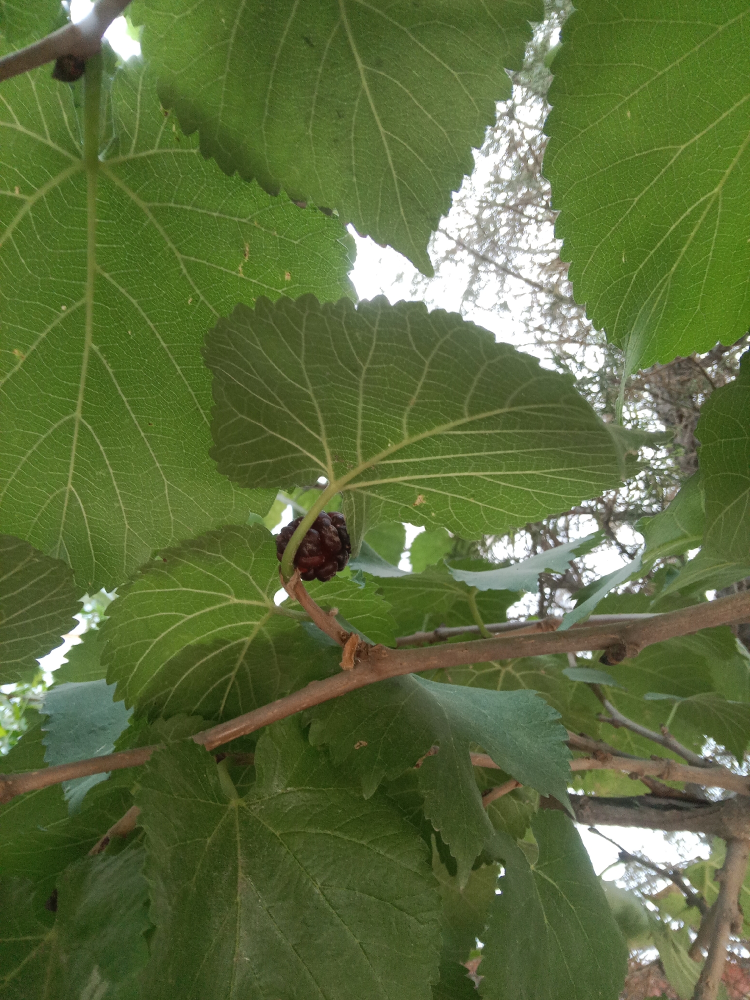 The image shows a close-up view of green leaves and branches of a tree, with a single dark mulberry fruit prominently featured. The leaves are large and veined, with slightly serrated edges. The branches are thin and brown, with some smaller twigs visible. The background is a bright, hazy sky with the out-of-focus branches of another tree. The scene appears to be an outdoor environment, possibly a garden or park. There is no indication of specific location in the city of Tashkent, Uzbekistan.