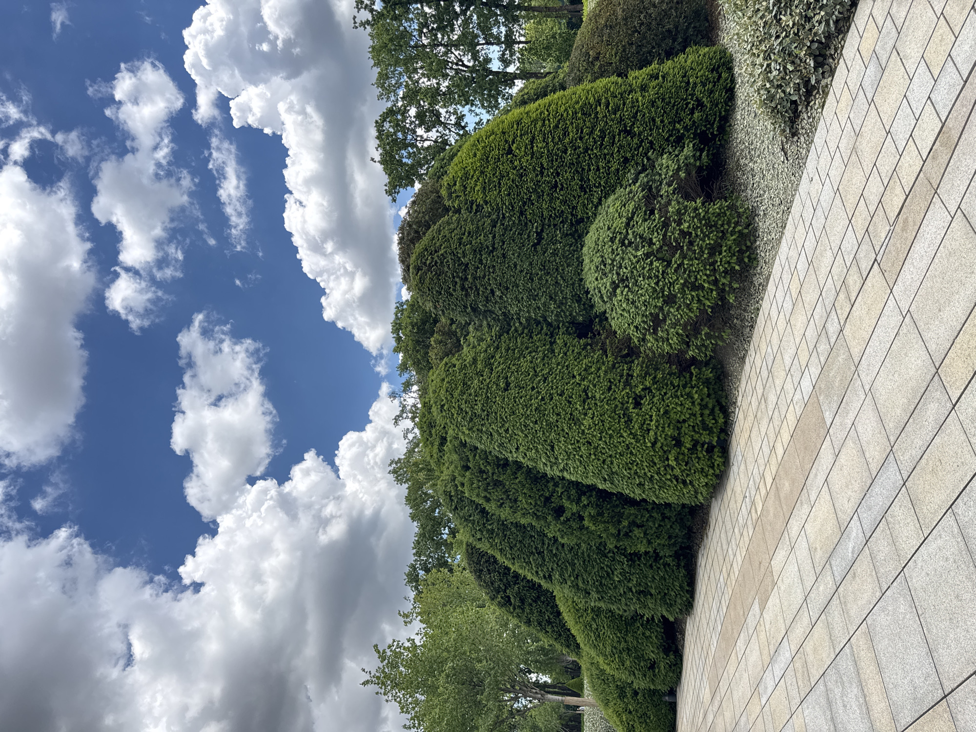 The image captures an outdoor scene on a bright, sunny day in Krasnodar, Russia. The sky is a vibrant blue, punctuated by fluffy white cumulus clouds. On the right side of the frame, a paved walkway composed of light-colored, rectangular stone tiles angles upwards. A row of neatly trimmed, dark green bushes and hedges borders the walkway. In the background, various trees are visible. The scene appears to be in a park or garden.