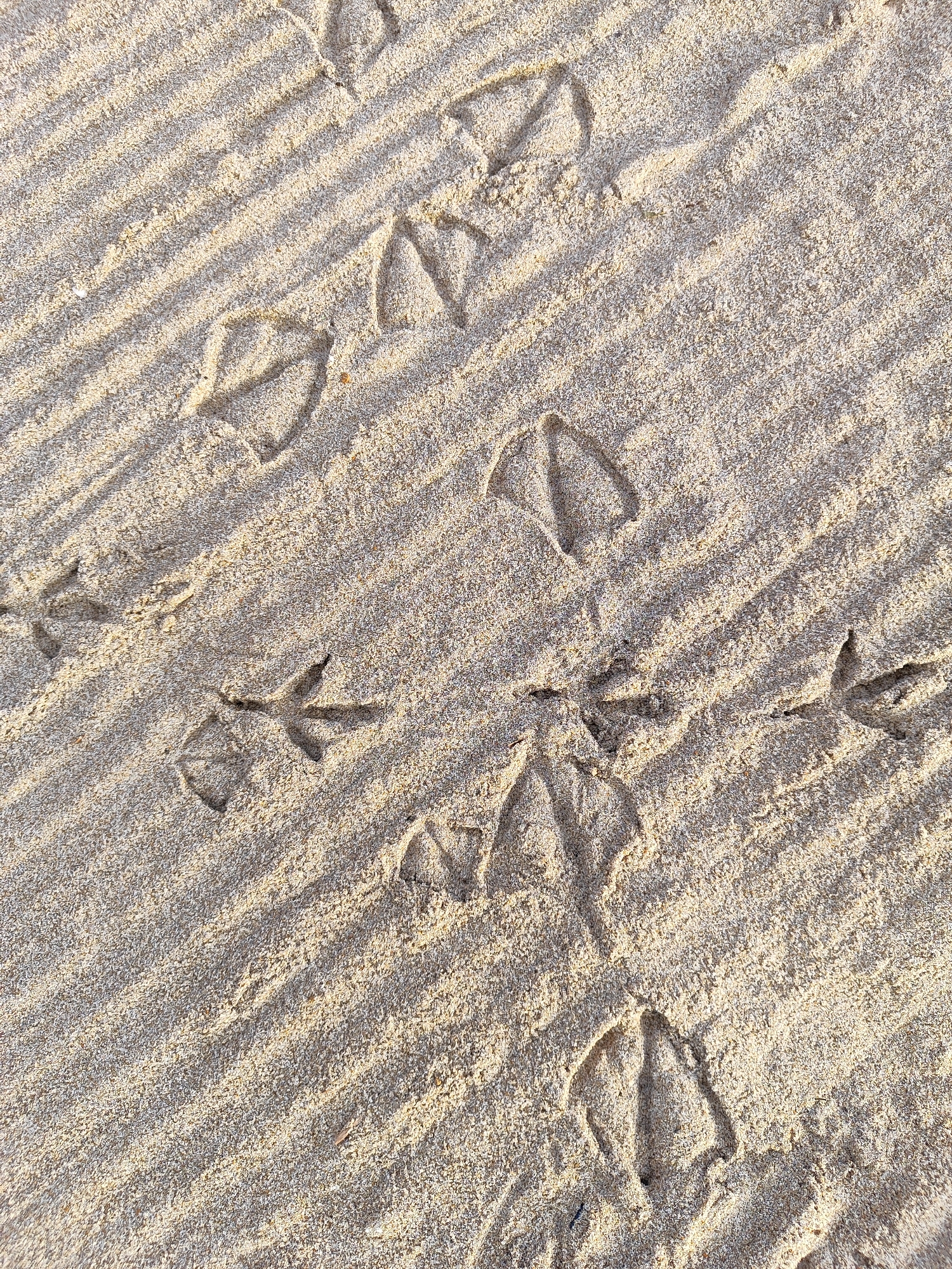 The image shows bird tracks impressed into the sand on a beach in El Campello, Spain. The tracks, characteristic of a bird with webbed feet, are scattered across the sand, which exhibits parallel lines suggesting it was recently raked or disturbed by wind. The lighting indicates it is daytime, casting shadows that highlight the texture of the sand and the depth of the footprints. No people or other animals are visible in the frame.