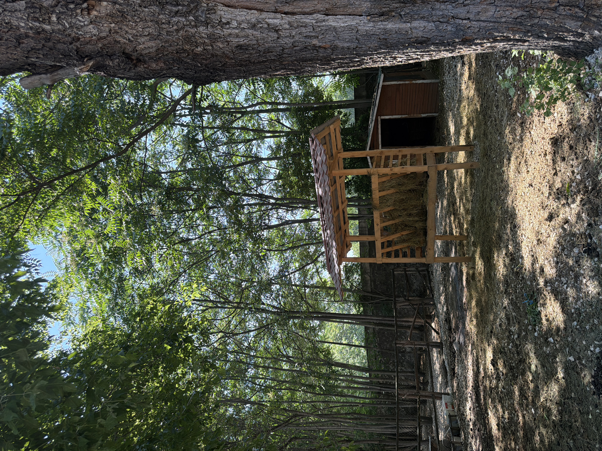 The image depicts an outdoor enclosure, likely part of a small zoo or farm, situated in Pazardzhik, Bulgaria. In the foreground, a large, mature tree with textured bark stands on the right. The ground is covered with a mixture of dry grass, small stones, and some animal droppings, indicating an area frequented by livestock.
Dominating the center of the frame is a wooden hay feeder, its roof tiled with reddish-brown shingles. The feeder is filled with dried hay, and a ladder-like structure is attached to one side. To the right of the feeder, a small, reddish-brown wooden shed with an open doorway is visible.
In the background, a dense grove of slender trees creates a natural backdrop, with their leaves forming a canopy through which the blue sky is visible. A wooden fence runs horizontally behind the feeder and shed, enclosing the area. The overall impression is one of a rustic, functional enclosure designed to house animals, bathed in the dappled sunlight filtering through the surrounding trees. No people are present in the image.