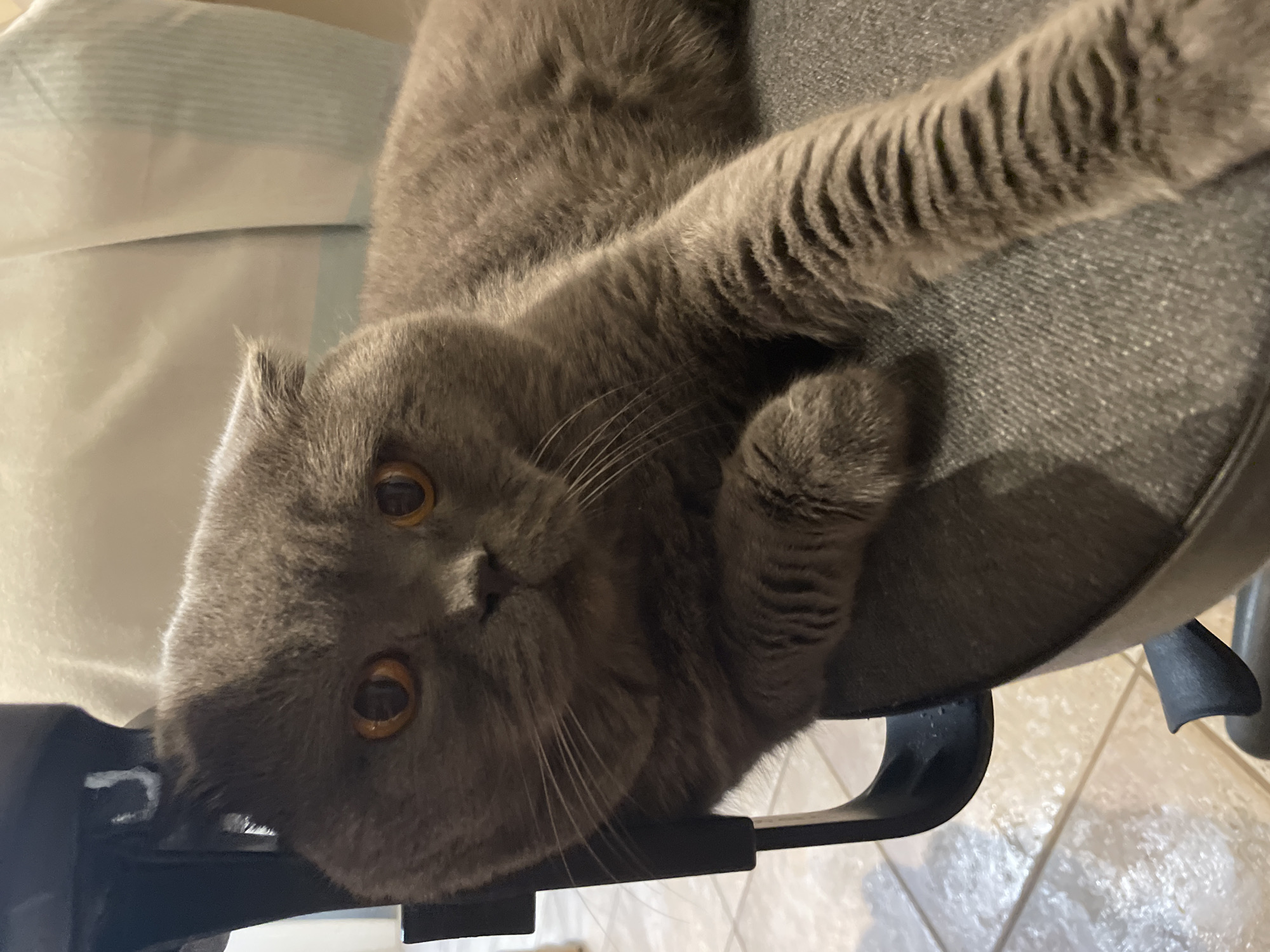A close-up, eye-level shot shows a gray cat with orange eyes lying on a gray office chair. The cat is facing the camera, with its head slightly tilted and its right paw extended forward. The background is out of focus, showing a light-colored fabric and the armrest of the chair. The scene appears to be indoors, with tiled flooring visible in the lower left corner. The lighting is soft and natural.