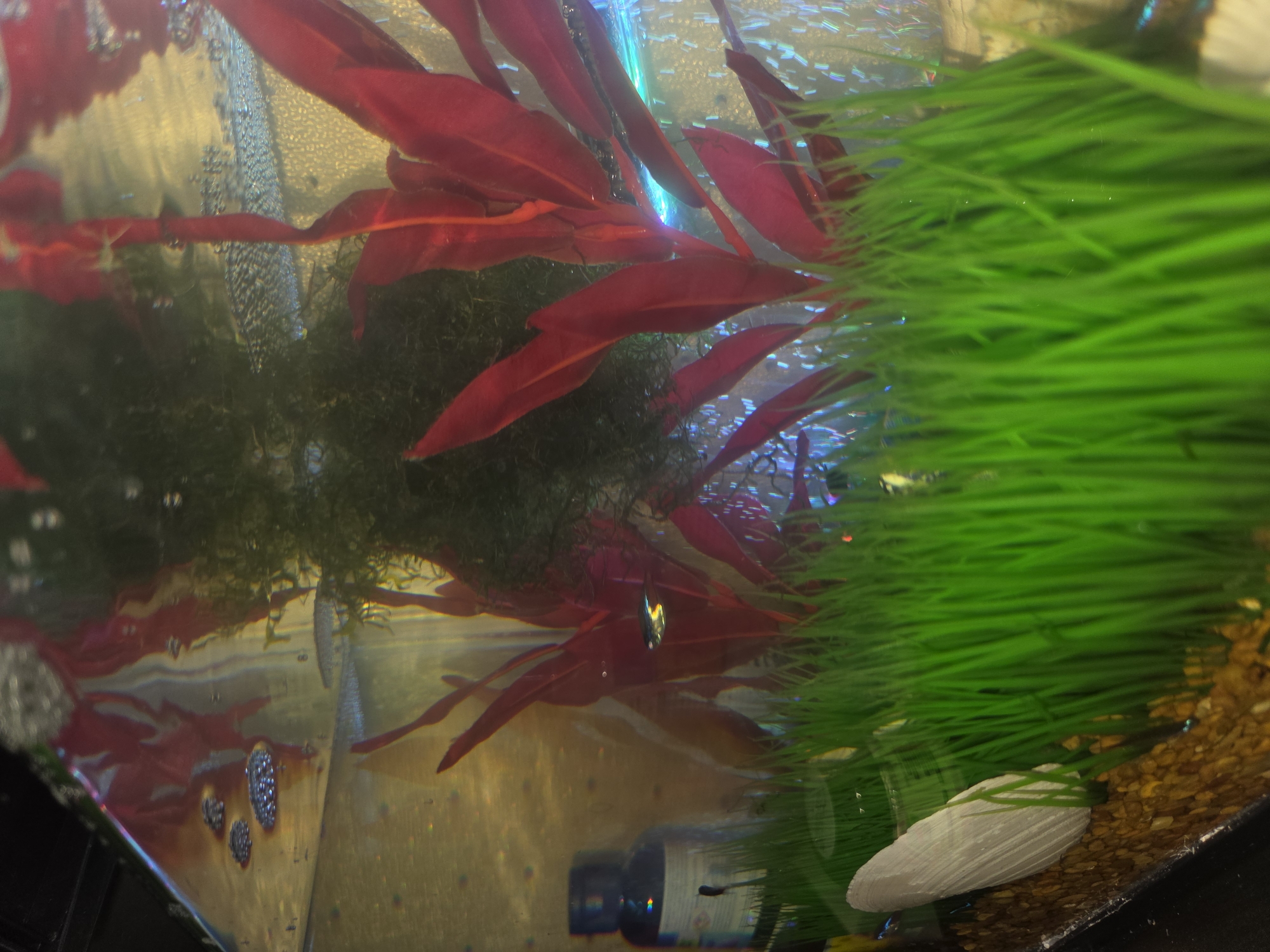 The image shows an aquarium interior scene. In the foreground, artificial green grass covers the bottom. Behind the grass, there are red artificial plants with wide leaves. Further in the background, a dark green, stringy artificial plant is visible. A small, silvery fish with a dark stripe and a faint blue tail fin swims near the center of the frame, between the red plants. To the left, a dark blue bottle with a white label and a black cap is partially submerged. The aquarium's substrate is composed of small, yellowish-brown pebbles. Bubbles are visible throughout the water, particularly near the surface and on the glass. The lighting appears to be from above and from within the aquarium, with a bright blue light illuminating the right side of the scene. The overall environment is a domestic aquarium.