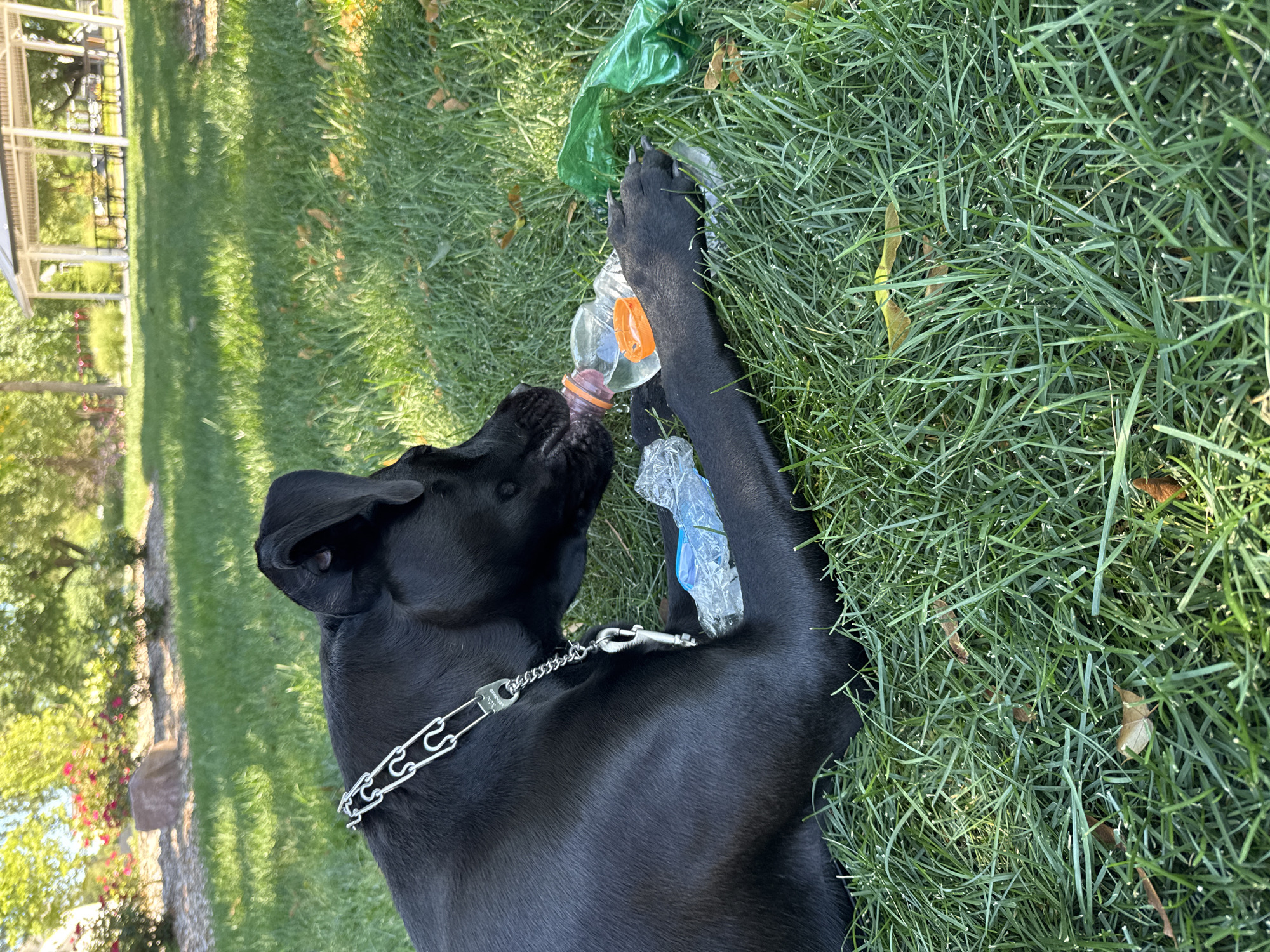A black dog with a silver chain collar is lying on a grassy lawn and chewing on a clear plastic bottle with an orange cap. To the right of the bottle is a crumpled green plastic bag. In the background, there is a white gazebo with picnic tables underneath. Trees and flowering bushes are visible behind the gazebo. The scene is set in a park on a sunny day. The location is Wheeling, United States of America.
