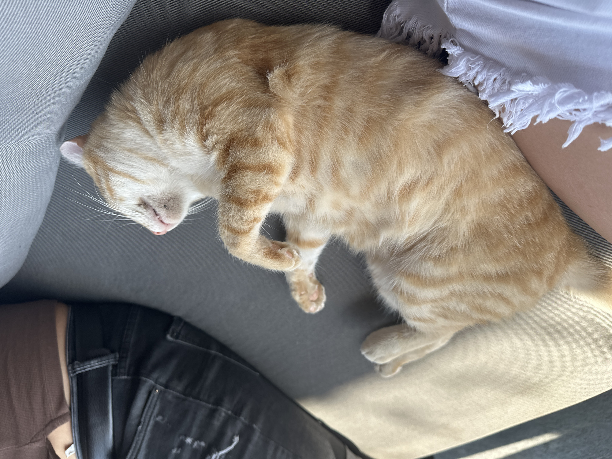 An orange tabby cat is curled up asleep on a gray couch. The cat is in the center of the image, with its eyes closed and its paws tucked in. To the left of the cat, a person wearing a brown top and black jeans is partially visible. To the right of the cat, a portion of a person wearing a white shirt with frayed edges is also visible. The background is a gray couch. The scene is likely indoors. There is no specific location in the city of Bania, Bulgaria identified.