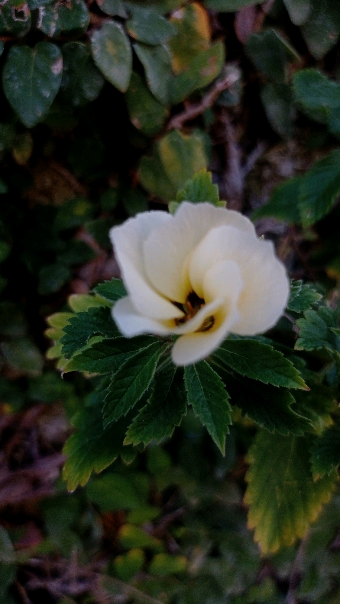 A close-up, vertical shot captures a delicate, creamy white flower with a dark center, nestled amongst vibrant green leaves. The flower, slightly blurred, has five petals that unfurl to reveal the deep, almost black, pistil and stamens. The leaves are serrated and exhibit a slightly fuzzy texture. The background is a soft blur of various shades of green and brown, suggesting a natural, outdoor setting. The lighting is subdued, highlighting the soft textures and subtle color variations. The image appears to have been taken in Batu, Indonesia, likely in a garden or natural area, given the focus on flora.