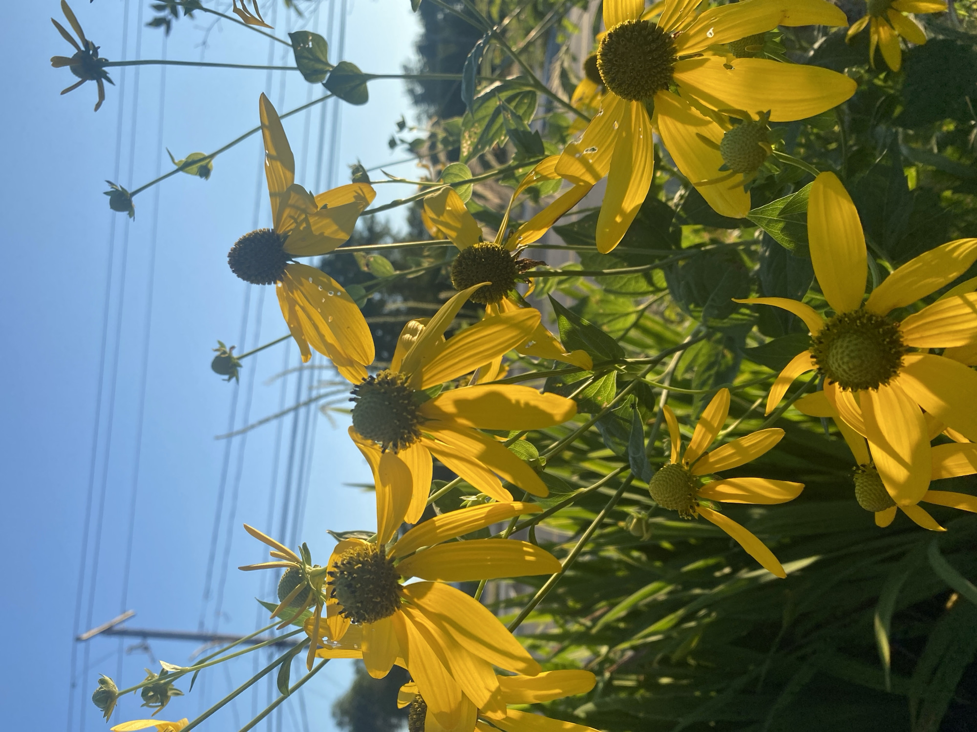The image depicts a cluster of yellow flowers, likely Black-eyed Susans, in close-up against a backdrop of a bright blue sky and overhead power lines. The flowers are in various stages of bloom, with some fully open and others still forming buds. Sunlight illuminates the petals, highlighting their delicate texture and casting soft shadows. In the background, the greenery of other plants and trees is visible, suggesting an outdoor setting. The power lines and pole indicate an urban or suburban environment. There are no people or animals visible in the image. The scene appears to be captured in Vaudreuil-Dorion, Canada, given the context provided.