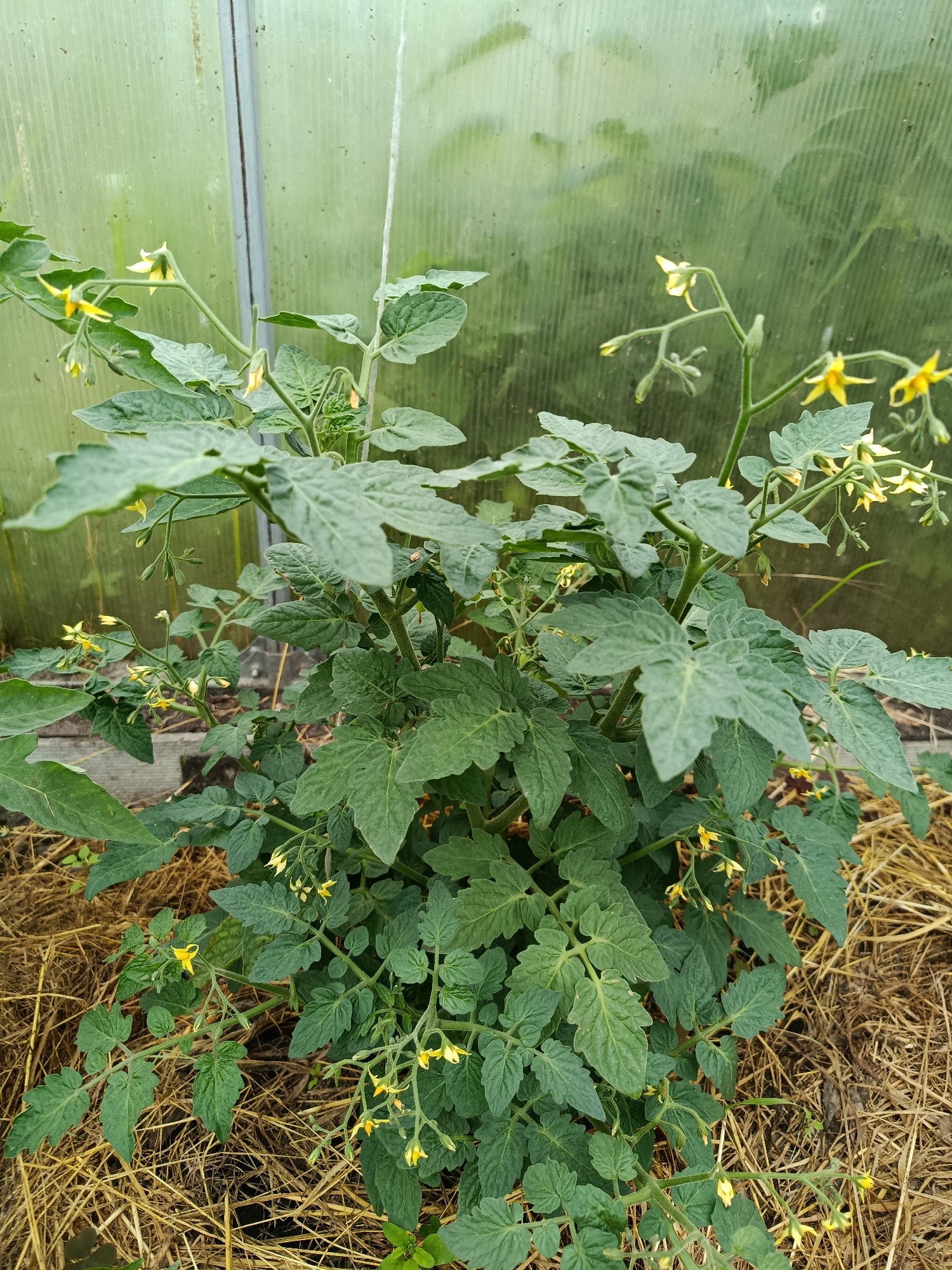 A close-up, eye-level shot captures a blooming tomato plant in a greenhouse in Verеya, Russia. The plant's lush green leaves are interspersed with small, delicate yellow flowers, indicating the early stages of fruit production. The plant is situated on a bed of straw mulch, which helps retain moisture and suppress weeds. Behind the plant, the corrugated translucent walls of the greenhouse are visible, allowing diffused light to penetrate. A metal pole supporting the greenhouse structure runs vertically on the left side of the frame. The overall impression is one of healthy growth and the promise of a fruitful harvest.