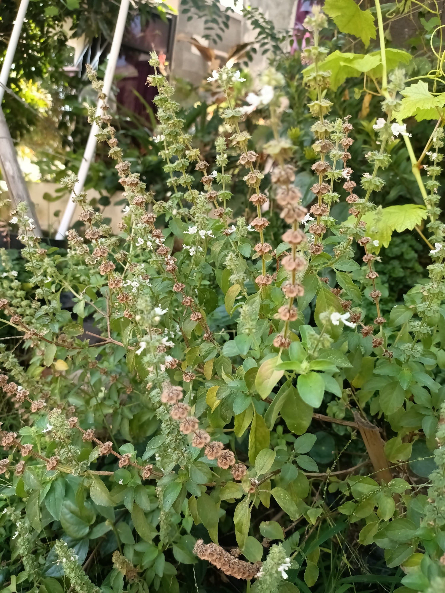 A close-up, vertical shot captures a cluster of basil plants in what appears to be a backyard garden in Madiun, Indonesia. The basil plants are mature, with numerous flower stalks that have gone to seed, displaying small, dried seed pods. Some newer, green flower spikes are also visible, as are small white basil flowers. Lush green leaves form a dense background, with hints of other foliage and a glimpse of a white structure, possibly a fence or trellis, in the upper left corner. The lighting suggests it is daytime, with sunlight dappling through the leaves. The scene is natural and unprocessed, indicating an outdoor environment. There are no people or animals visible.