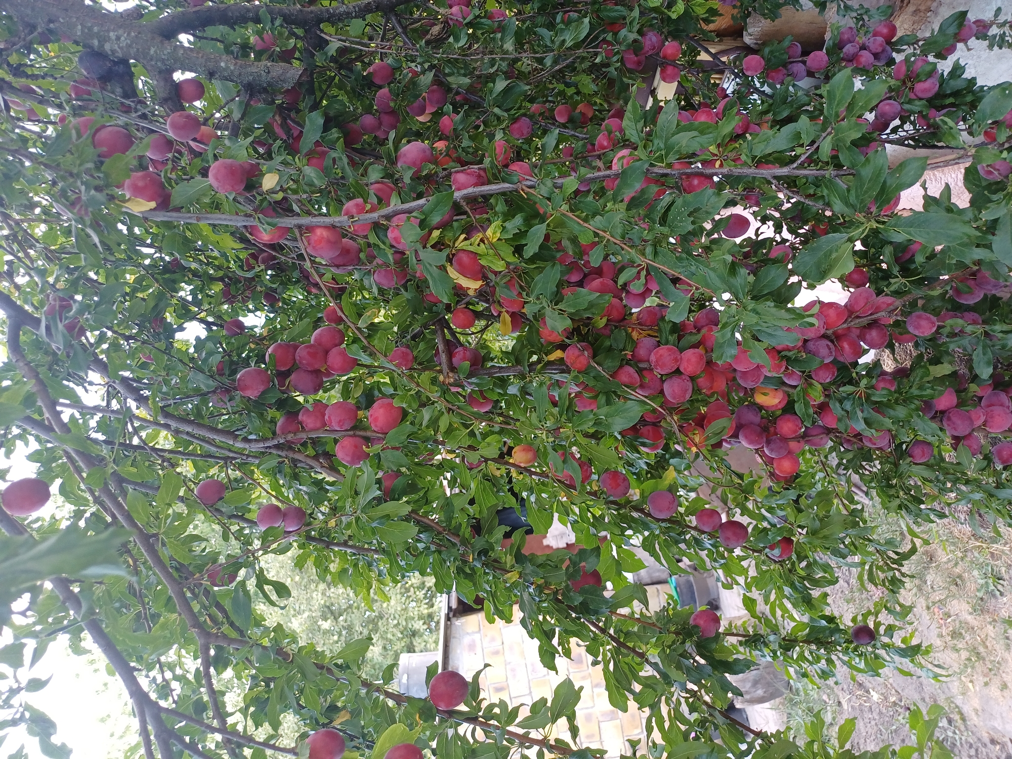 A plum tree, laden with ripe, dark red fruit, fills the frame of the image. The branches are heavily weighted down, some drooping almost to the ground. The plums are round to oval in shape and vary slightly in color from deep red to a purplish hue. Lush green leaves surround the fruit, creating a dense canopy. In the background, hints of a brick structure, possibly a house or shed, are visible, suggesting a residential setting. The ground appears to be unpaved, with some sparse vegetation. The scene is likely a backyard or garden in Sulymivka, Ukraine, during the harvest season. There are no people visible in the image.