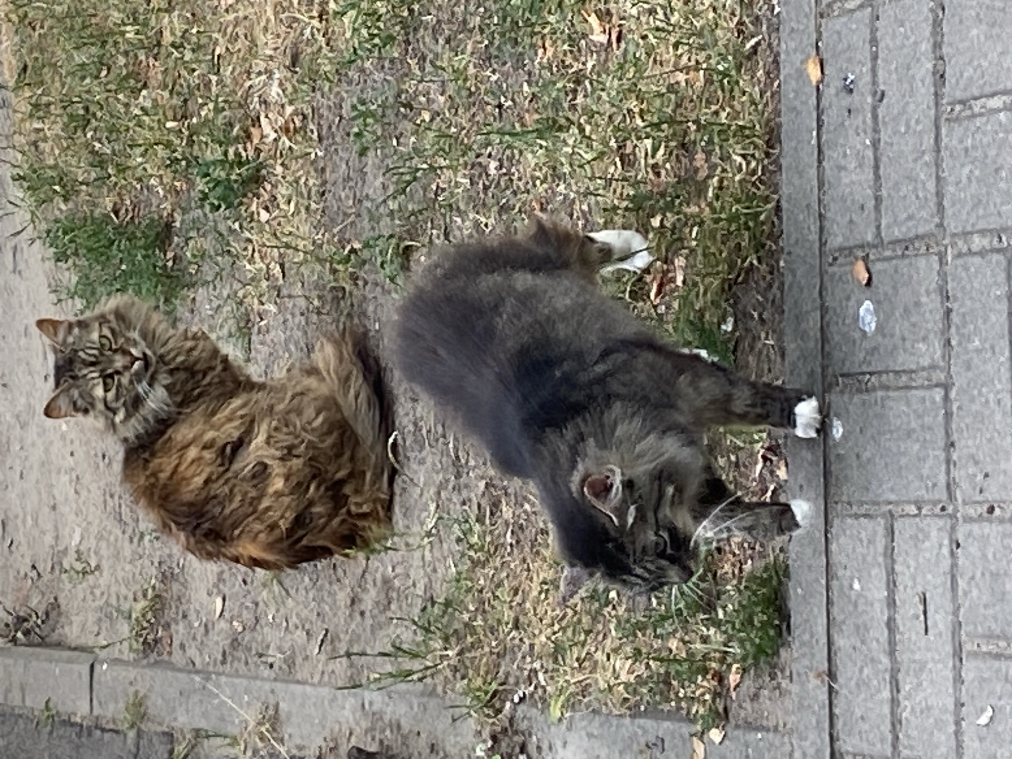 Two long-haired cats are on the ground near a paved walkway. One cat, a tabby with brown and black fur, is sitting facing to the right of the frame. Its tail is curled around its body. The second cat, a darker tabby with grey and black fur, is walking towards the viewer, with its head down. It has white paws. The ground is covered with dirt and dry leaves, with some sparse green vegetation. A concrete curb separates the dirt area from the paved walkway, which is made of grey interlocking bricks. The scene appears to be an outdoor urban environment, likely in Brest, Belarus, given the provided context.