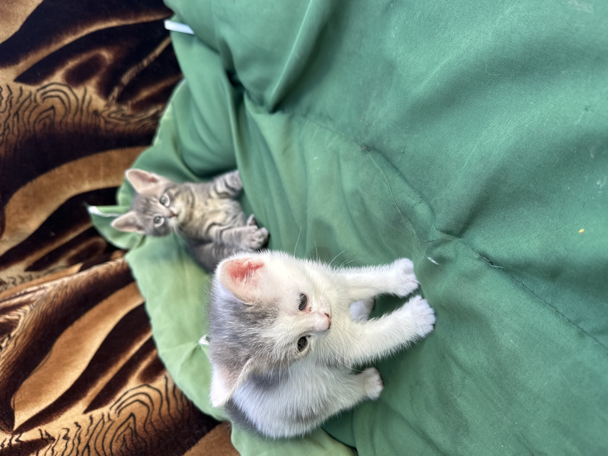 In an outdoor setting, two kittens are the subjects of this image. The foreground features a white kitten with gray markings, standing on a crinkled green surface. Its body is turned to the left, with its head bowed and eyes downcast. Its small paws are visible. Behind it, further to the right and slightly out of focus, a second kitten with gray tabby markings is seated. This kitten is looking towards the viewer. The background consists of a textured fabric with a brown and black animal print pattern. The green surface appears to be some type of fabric or cushion, possibly outdoors given the lighting. The overall scene is informal and focuses on the two young cats.