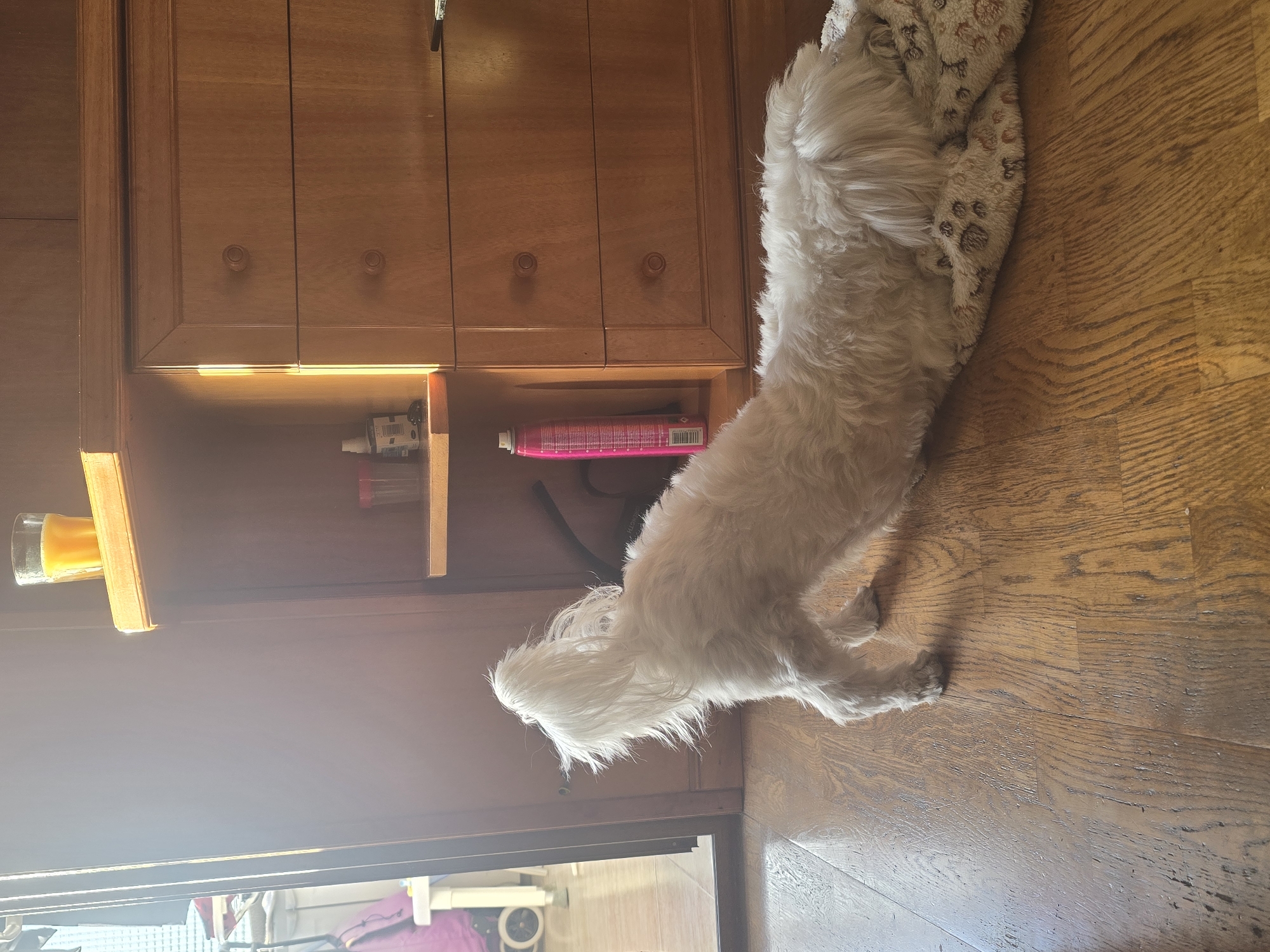 A dog is looking into a cabinet. The dog is white and fluffy. The cabinet is wood and has a shelf with various items on it. A glass of orange juice sits on the upper left corner of the cabinet. The floor is wood. The location is likely a home in Cornellà de Llobregat, Spain.