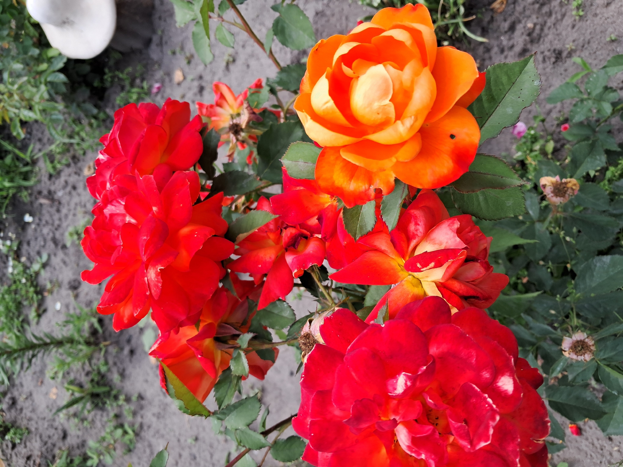 The image shows a close-up of a rose bush with several vibrant red and orange roses in bloom. The roses are multi-petaled and appear to be in various stages of opening. Green leaves and thorny stems are visible, some with signs of slight damage or imperfections. The background consists of dark soil, scattered small green plants, and a blurry white object that resembles a mushroom-shaped garden ornament or part of a decorative item. The lighting suggests an outdoor setting, likely during the daytime. The scene is devoid of people.
