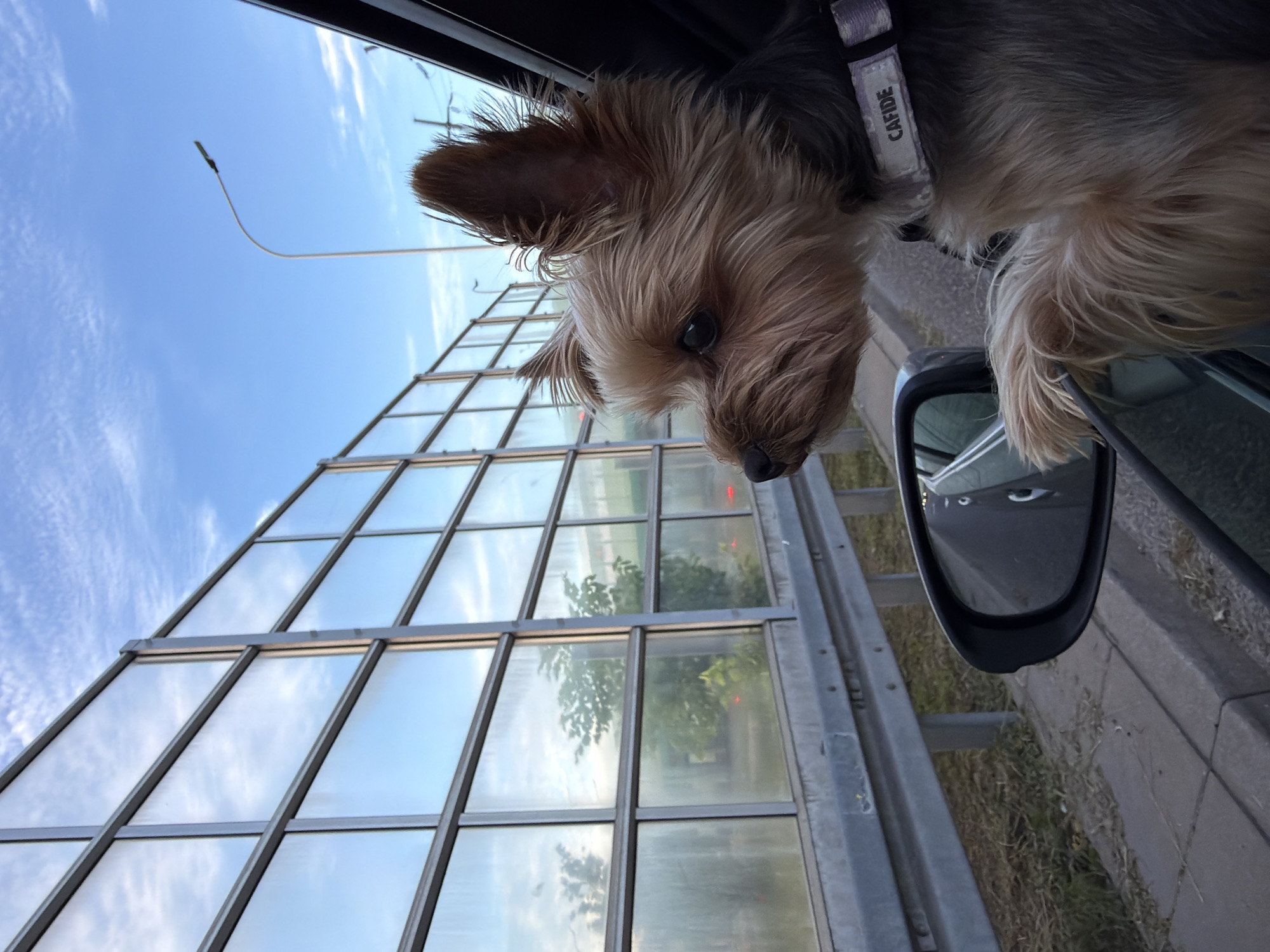 A small Yorkshire Terrier dog is looking out the window of a car. The dog's head and upper body are visible, with its paws resting on the car door. The dog is wearing a collar with the word "CAFIDE" on it. The car is on a road, and in the background, there is a tall, transparent sound barrier with a metal frame. Beyond the sound barrier, trees and a street lamp are visible. The sky is blue with some white clouds. The image appears to have been taken during the daytime, likely in the late afternoon or early evening, as indicated by the lighting. The dog's expression suggests curiosity and enjoyment of the scenery. There are no people clearly visible in the image, apart from what might be a reflection of someone in the side mirror. The car appears to be in motion, given the dog's pose and the perspective. The overall scene depicts a common scenario of a pet enjoying a car ride. The specific location in Warsaw, Poland is not identifiable from the visual elements of the image.