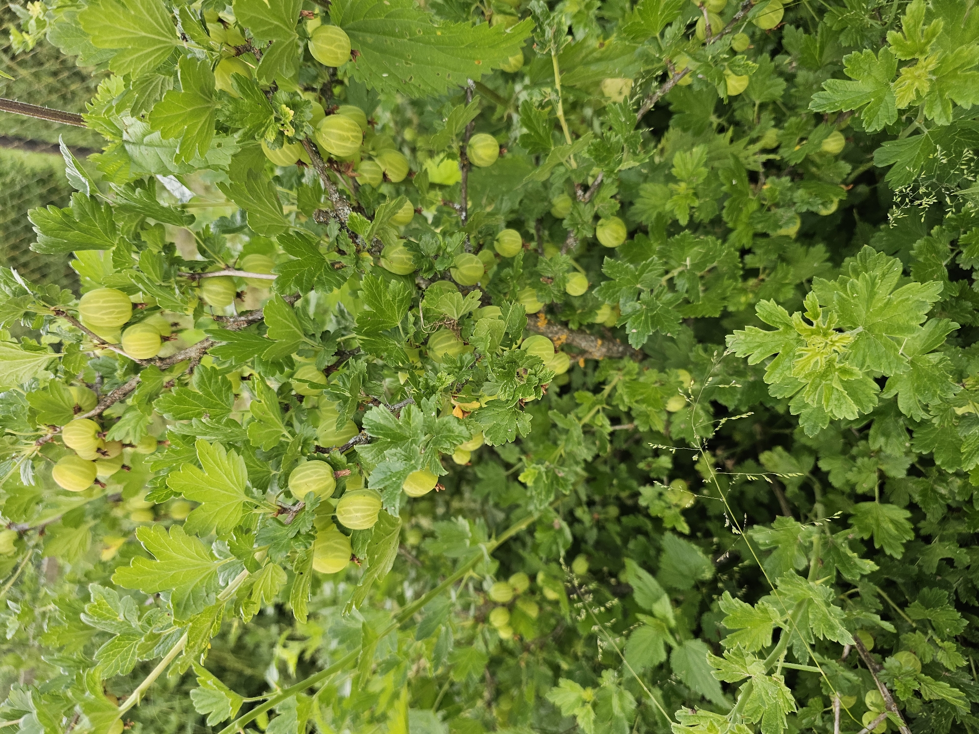 The image shows a close-up view of a gooseberry bush laden with unripe green berries and lush foliage. The bush is situated outdoors, with a hint of a metal fence visible in the upper right background, suggesting it is in a yard or garden. The berries are round and pale green, some showing faint vertical stripes. The leaves are deeply lobed and a vibrant green, with some appearing slightly wet, indicating recent rain or dew. The overall impression is one of abundance and natural growth in an outdoor setting. This scene is located in Chukholovo, Russia. There are no people or animals visible in the image.