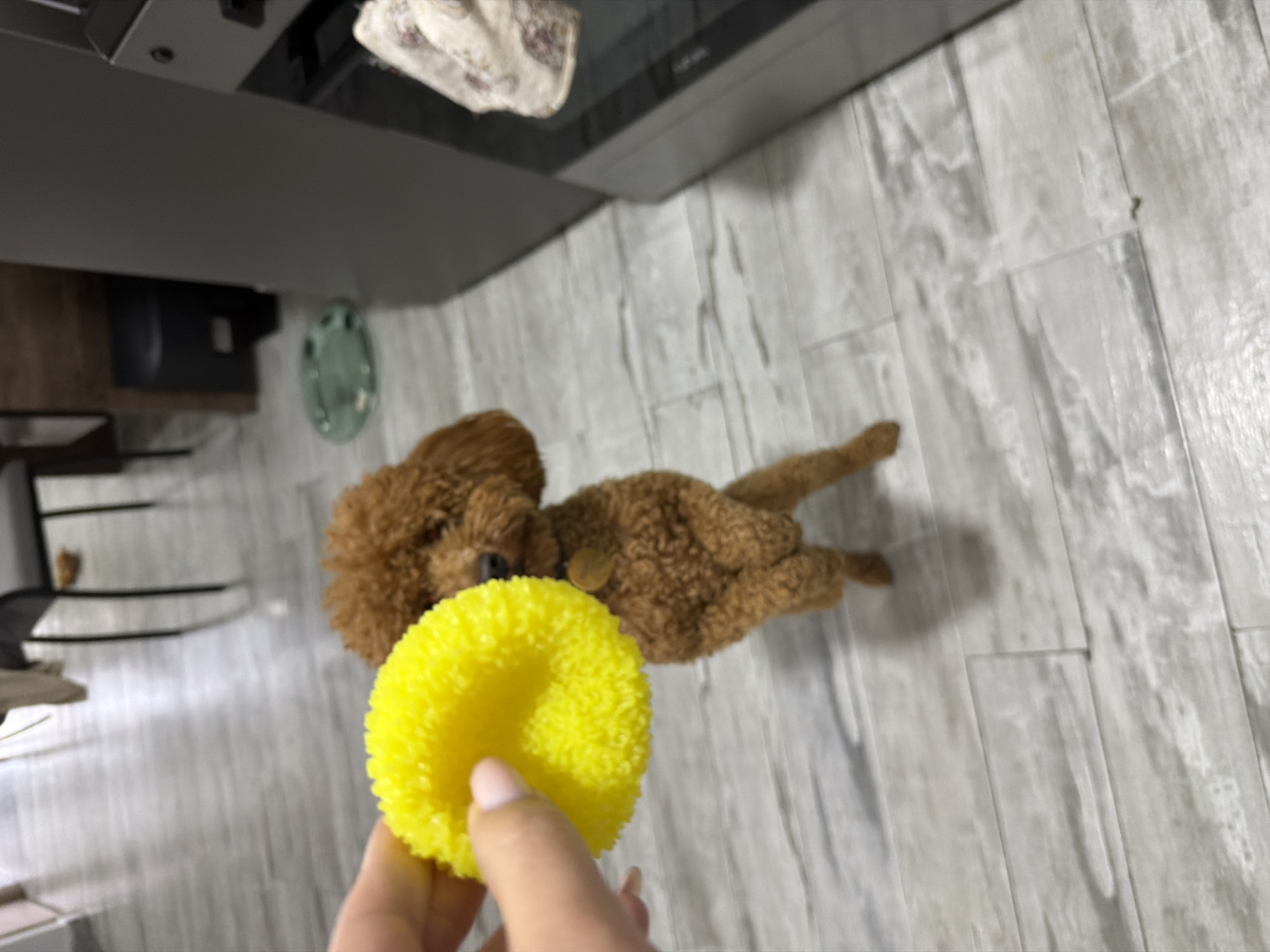 This image captures an indoor scene, contextually located in Yerevan, Armenia, featuring a person interacting with a dog. In the foreground, a human hand with light pink fingernail polish holds up a bright yellow, circular object that appears fluffy or textured, possibly a toy or a cleaning item.
In the mid-ground, a brown poodle dog is lying down on a light-colored floor, its body stretched out. The dog has curly brown fur and wears a dark collar with a small, round, metallic tag. Its head is slightly raised, and it appears to be looking towards the yellow object held by the hand, suggesting engagement or anticipation.
The floor is made of light-toned rectangular planks, resembling wood laminate or tile with a subtle grain pattern. In the background, on the left side, dark gray furniture, possibly a kitchen counter or cabinet, is visible. A light-colored cloth with a faint pattern hangs over the edge of this furniture. A blurry, light green, oval-shaped object is also present on the floor further back. The overall lighting suggests it is daytime. No visible text is present in the image.