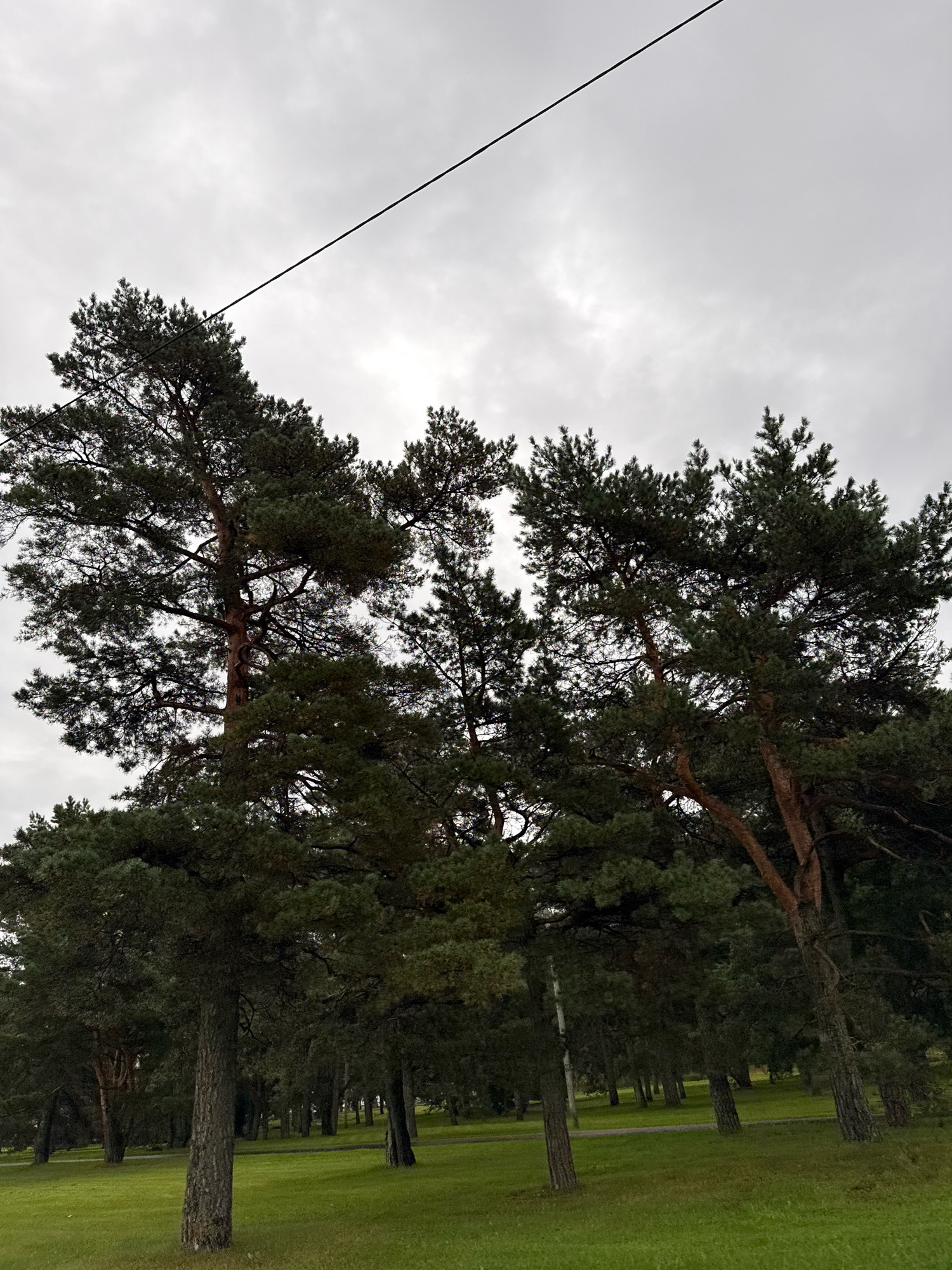 A low-angle, full shot captures a cluster of tall, mature pine trees against a cloudy, overcast sky. A thin, black power line stretches diagonally across the upper portion of the frame, from the top left to the upper right. The trees, with their dark green needles and rough bark, dominate the foreground and midground. Some of the trees are thick and substantial, while others are slender. The ground beneath the trees is covered in lush, green grass, with a paved path winding through the trees in the background. The overall atmosphere is somber and tranquil, suggesting a damp or cool day in a park setting. The image does not contain any people or animals. The scene is consistent with the natural landscape found in many of Tallinn's parks and green spaces, such as Kadriorg Park or the area around Pirita beach.