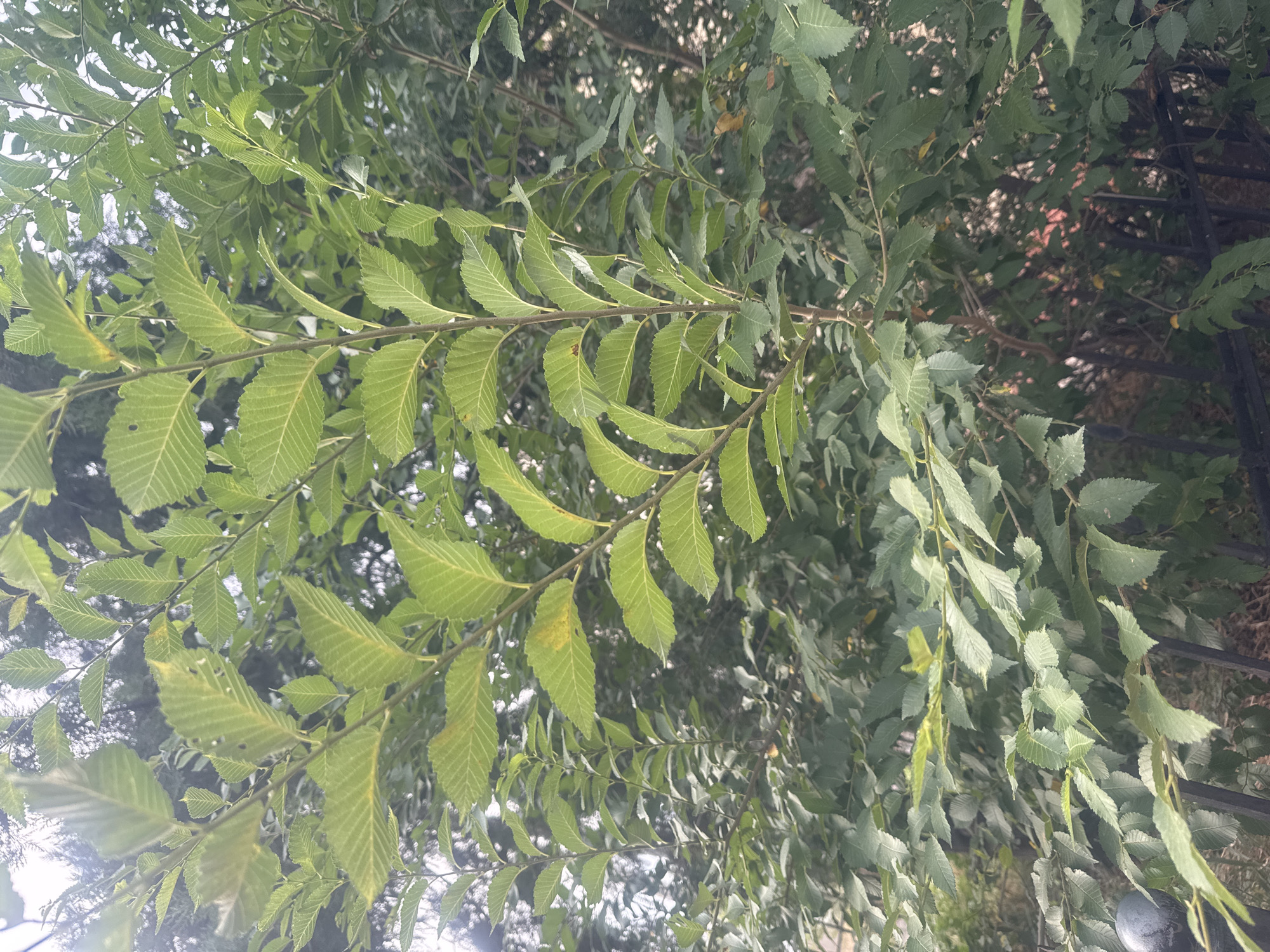A close-up, eye-level, full shot shows dense green foliage of a tree, with some leaves showing a yellowish hue. The leaves are serrated and veined, arranged alternately on thin branches. Some leaves have small holes or brown spots. In the lower left corner, a dark gray, spherical object, possibly a decorative finial, is partially visible, resting on a black metal fence. The background is a blur of more green leaves and dappled sunlight, suggesting an outdoor, possibly urban, setting. No people are present in the scene.