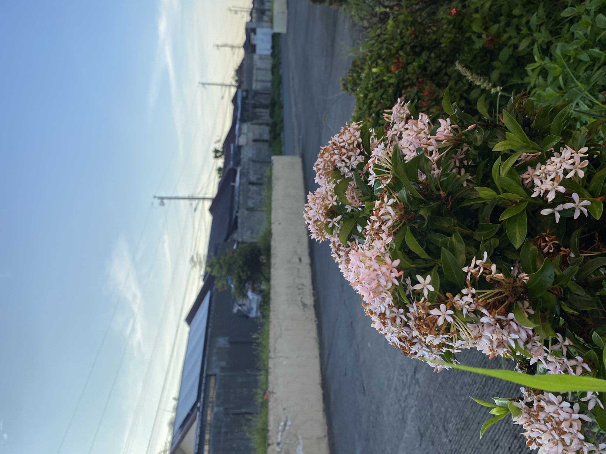 This is a close-up, eye-level shot of a cluster of light pink ixora flowers in full bloom, with some dried brown blossoms visible among the fresh ones. The flowers are set against a backdrop of green foliage, which extends into the mid-ground. Beyond the vegetation, a paved area, likely a road or parking lot, is visible. A low, cream-colored concrete wall runs horizontally across the mid-ground, separating the paved area from a strip of overgrown grass and more greenery. In the background, a row of houses with dark red tile roofs and grey concrete walls stretches across the frame. Utility poles and power lines are faintly visible against the clear blue sky, which has a few wispy white clouds. The overall lighting suggests it is either early morning or late afternoon. The scene appears to be in a residential area of Davao City, Philippines.
