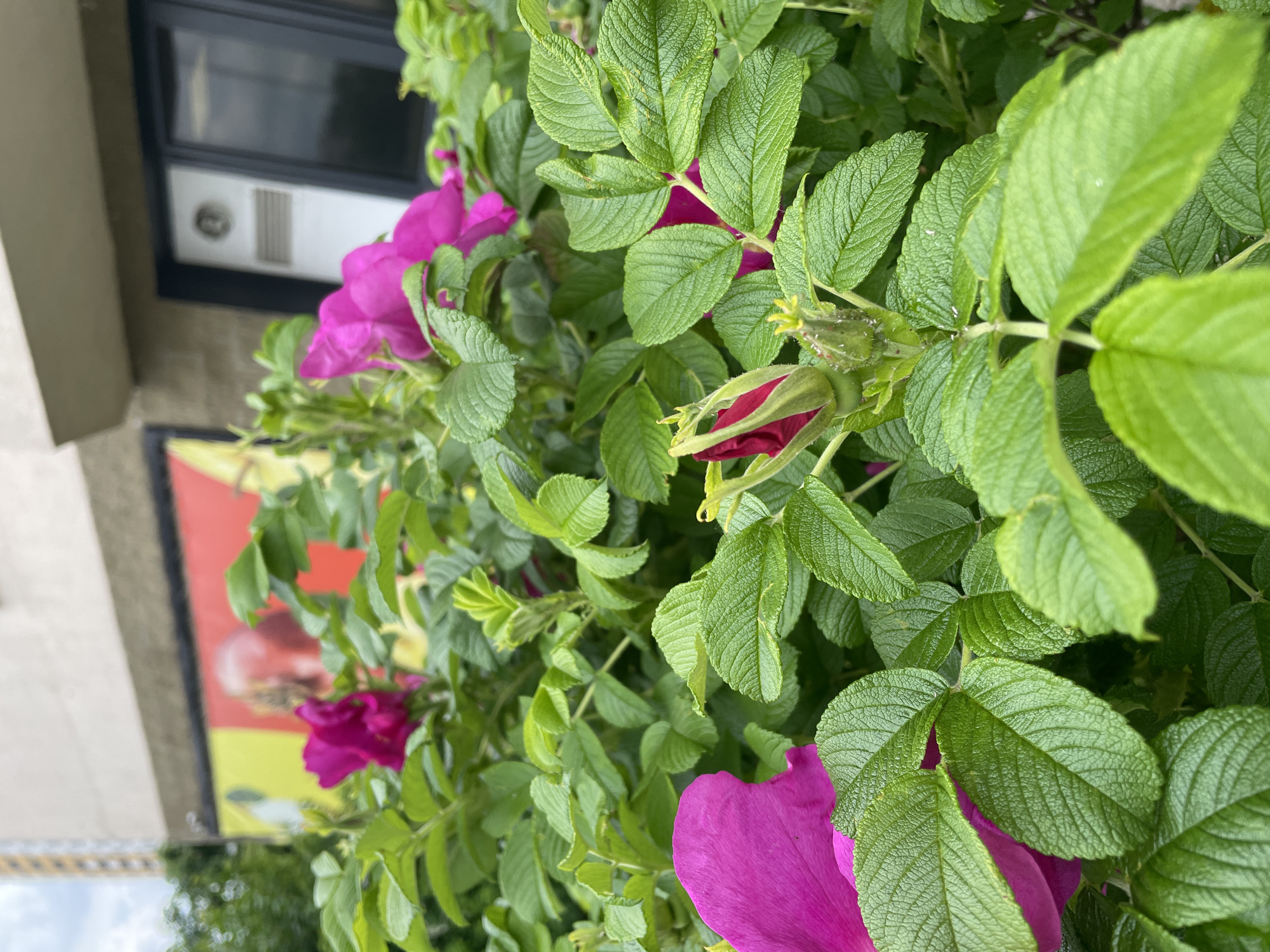 The image, oriented vertically, presents a vibrant close-up of a flowering bush, likely a Rugosa Rose (Rosa rugosa), set against a blurred urban background in Minsk, Belarus. The bush is densely covered with lush, textured green leaves and numerous magenta-pink flowers. Several blossoms are fully open, displaying their rich color, while others are in various stages of budding, with some dark red buds yet to unfurl. Small white specks are visible on some leaves and buds, possibly dust or minute insects.
In the background, parts of a building are visible, offering context to the scene. A dark-framed window sits above a white panel featuring a ventilation grill or air conditioning unit. To the lower left, a blurred colorful element, appearing as a sign or mural with prominent red and yellow hues, adds to the urban backdrop. The lighting indicates it is daytime, with soft, diffused light illuminating the foliage and flowers. There are no people, explicit activities, or legible text visible in the frame.