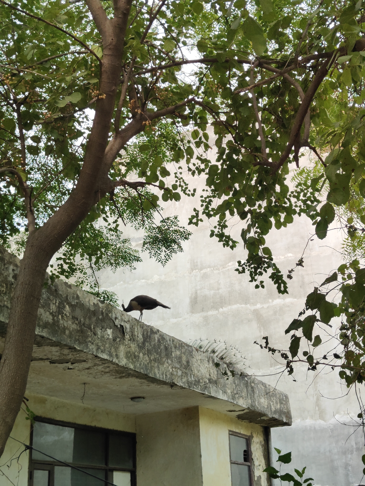 A lone peacock stands on the edge of a concrete balcony, its body facing left and its head bent downwards as if pecking. The peacock is dark brown with hints of iridescent blue and green on its neck. The balcony, which appears to be on a building, has visible signs of wear and tear, with some areas of peeling paint. Above the balcony, a large tree with dense green foliage and small, light-colored fruits overhangs the scene. The background is a textured, pale wall, likely of a building, with a pattern of horizontal lines. Below the balcony, a portion of a building is visible, featuring a yellow-painted wall and a window with dark panes. The overall setting is an outdoor urban environment, possibly in Gurgaon, India, given the presence of a peacock in such a setting.