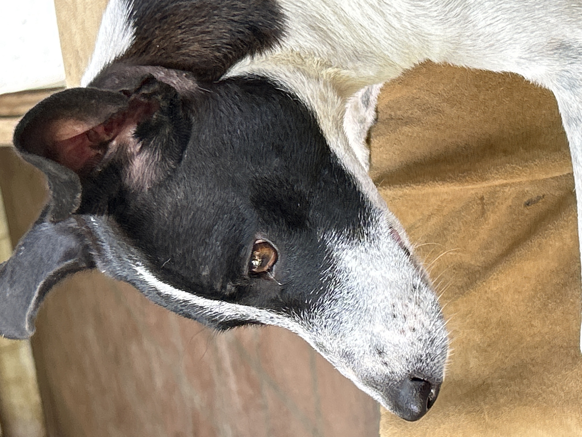 The image is a close-up, side-profile shot of a black and white dog's head. The dog has large, upright ears, one of which is partially folded. Its eyes are a warm brown color and appear reflective. The dog's snout is white with black speckles, and it has a black nose. It is resting its head on a brown, textured surface, possibly a blanket or cushion. The background is blurred, showing hints of a wooden surface. The dog appears to be in an indoor setting. The location within Santa Ana, Venezuela, cannot be determined from the visual information provided.