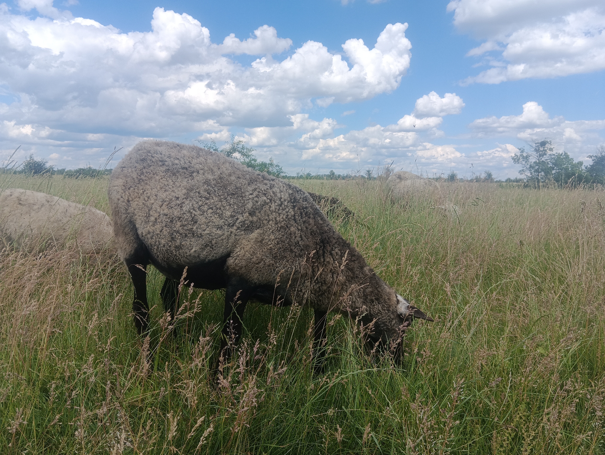 A single sheep, with dark grey wool and dark legs, grazes in a grassy field under a bright blue sky with fluffy white clouds. The sheep is positioned in the foreground, facing to the right and with its head lowered to eat. Another sheep, partially visible on the left side of the frame, appears lighter in color. The field is covered in tall, dry grass and some green vegetation. In the distance, trees are visible along the horizon. The image is taken from a slightly low angle, looking up at the sheep and the sky.