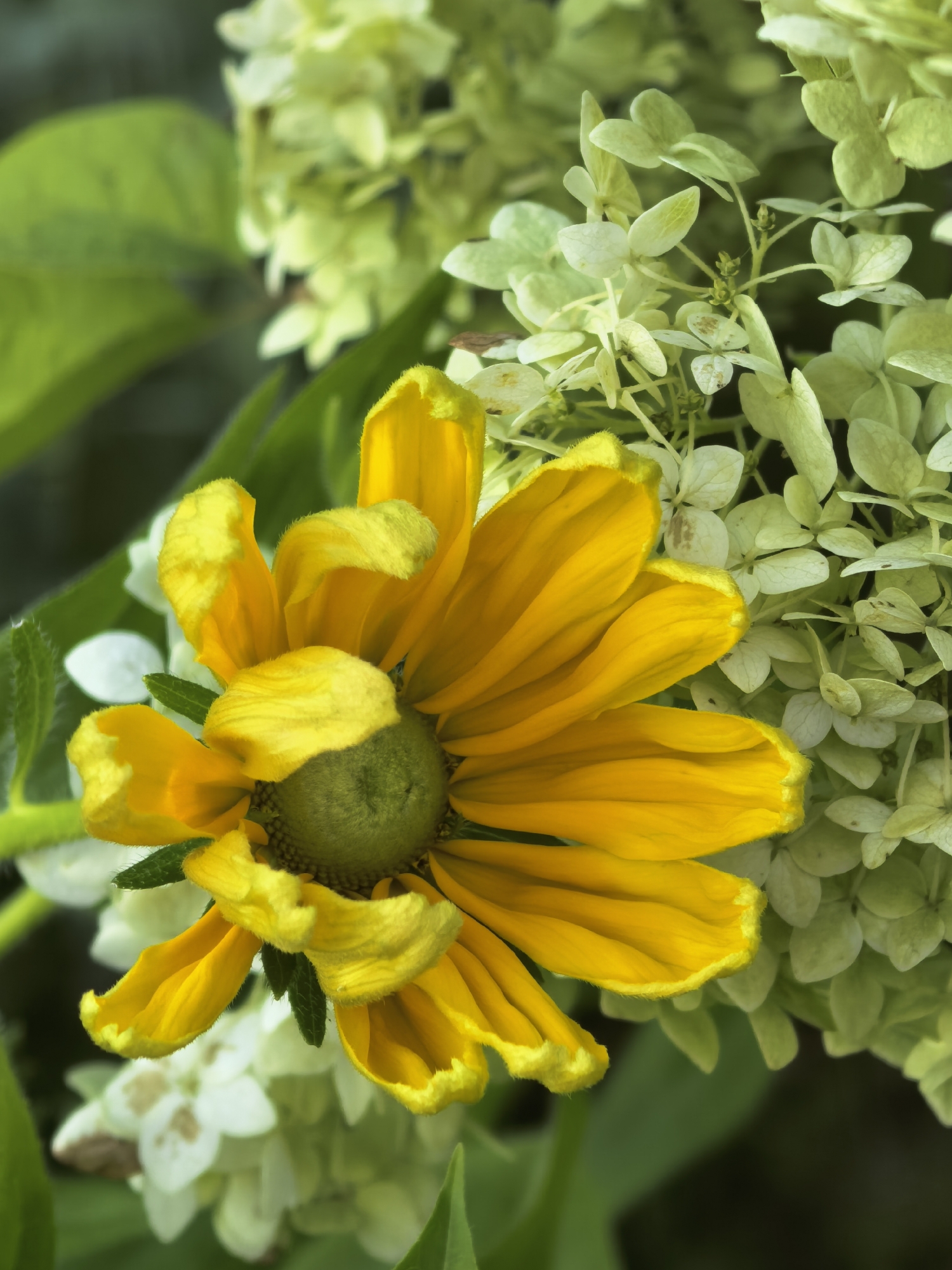 This is a close-up, vertical shot of a yellow flower with fringed petals. The flower has a fuzzy green center. Behind it, there are clusters of small, pale green and white flowers and blurred green leaves. The lighting is soft, highlighting the textures of the petals and the fuzzy center. The background is dark and out of focus.