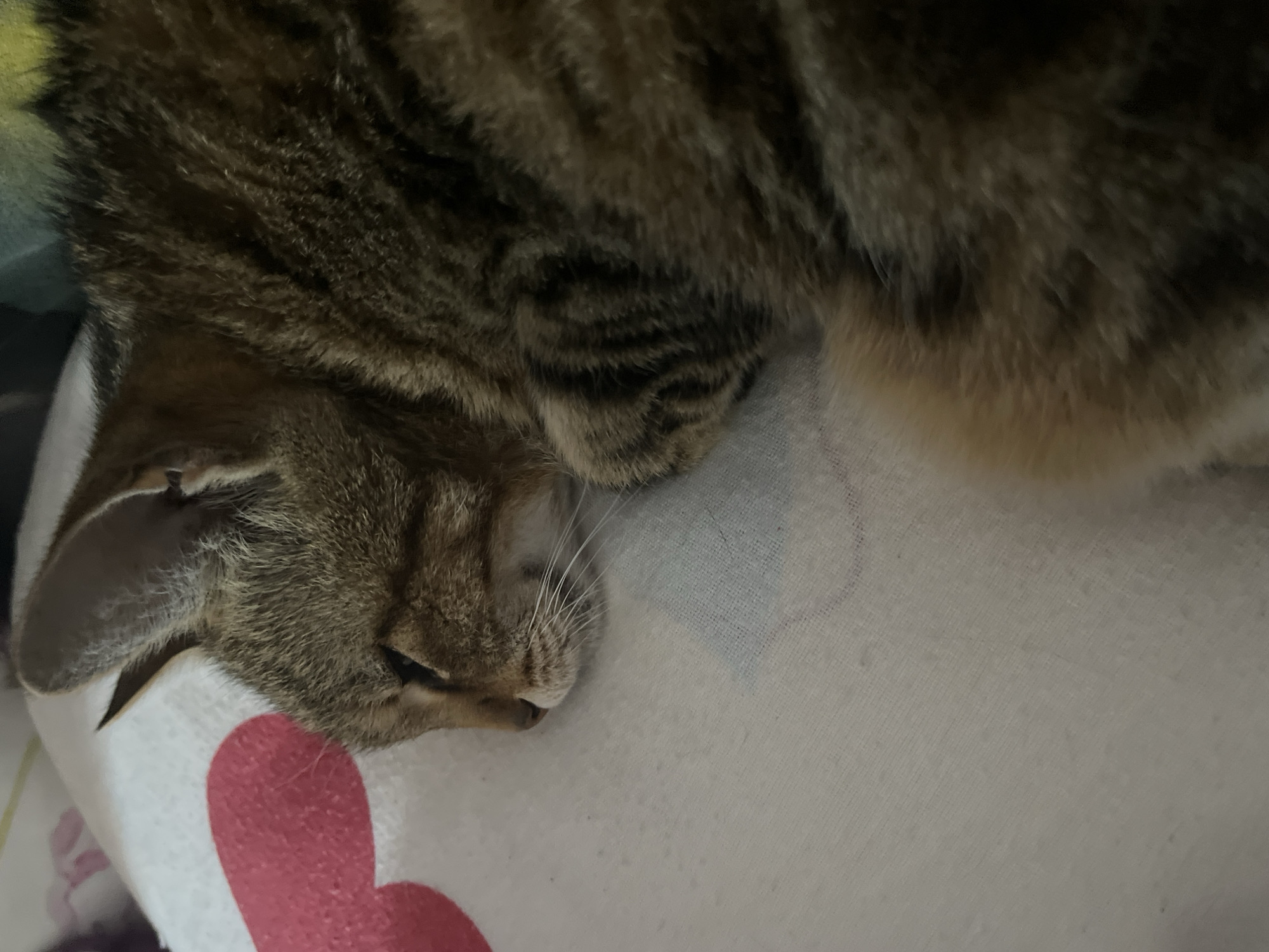 A brown tabby cat sleeps on a white surface with red and blue patterns. The cat is curled up, with its head resting on its paws. Its eyes are closed, and its ears are slightly perked. The background is blurred, but appears to be a bed or sofa. The image is taken from a close-up perspective, focusing on the cat's face and body. There is no information about the location in Ruse, Bulgaria or any other specific details.