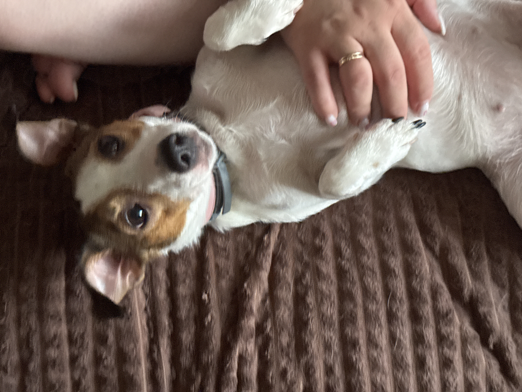 A close-up, eye-level shot shows a Jack Russell Terrier lying on its back on a brown, ribbed surface. The dog has white fur with brown and black markings on its head and ears. Its front paws are resting on its chest, and a human hand with a gold ring on its finger is petting its belly. Another human leg, partially visible on the right side of the frame, is also present. The scene appears to be indoors, possibly on a couch or bed, given the soft texture of the surface. There is no indication of the location being in Moscow, Russia.
