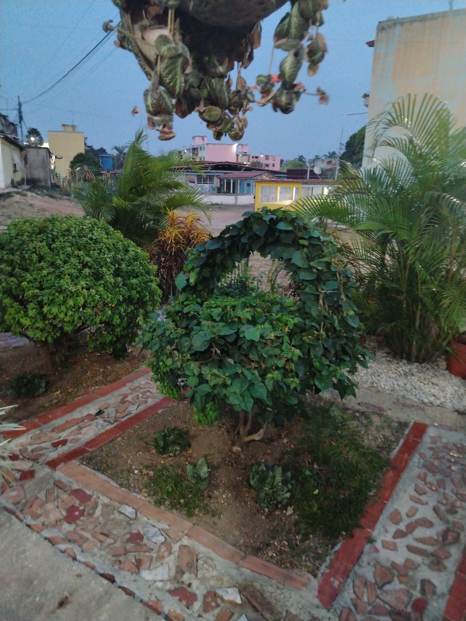 This image depicts an outdoor garden scene transitioning into an urban environment at dusk in Tinaquillo, Venezuela. In the foreground, two parallel decorative pathways, constructed from irregular fragments of terracotta-colored tiles and lighter stones embedded in concrete, curve through a dirt and gravel landscape. The garden area features a prominent, dense, rounded green bush on the left, and a smaller green bush in the center supporting an arch-like structure covered in broad green leaves. To the right, various palm-like plants with vibrant green fronds are visible, one situated in a reddish-brown pot on a bed of light-colored pebbles, alongside another plant displaying yellowish-red foliage. Overhead, in the upper central portion of the frame, a hanging plant with heart-shaped, variegated leaves descends from an unseen support. The background reveals a residential area under a deep blue twilight sky, with several buildings visible, including a light yellow structure, a building with a pink upper facade, and other light-colored houses. Utility poles and overhead power lines traverse the sky. No individuals, animals, or vehicles are present.