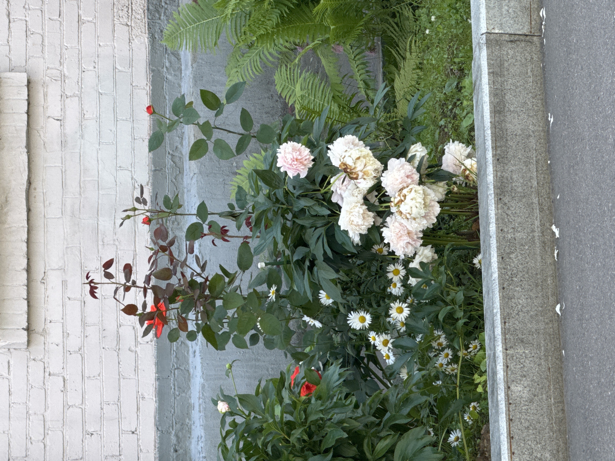 The image shows a close-up, vertically oriented view of a flower bed next to a brick wall and a paved area, likely in Khimki, Russia. The flower bed contains a variety of plants, including large, light pink and white peonies, smaller white daisies with yellow centers, and the dark green foliage of ferns. A rose bush with small red buds and deep red leaves is also visible on the left side of the frame. One red rose is in bloom. The brick wall to the left is painted white and appears weathered. A gray concrete curb separates the flower bed from a textured gray paved surface on the right. The lighting suggests it is daytime, likely sunny, based on the shadows and the vibrancy of the colors. There is no text visible in the image. The scene evokes a sense of natural beauty and tranquility.