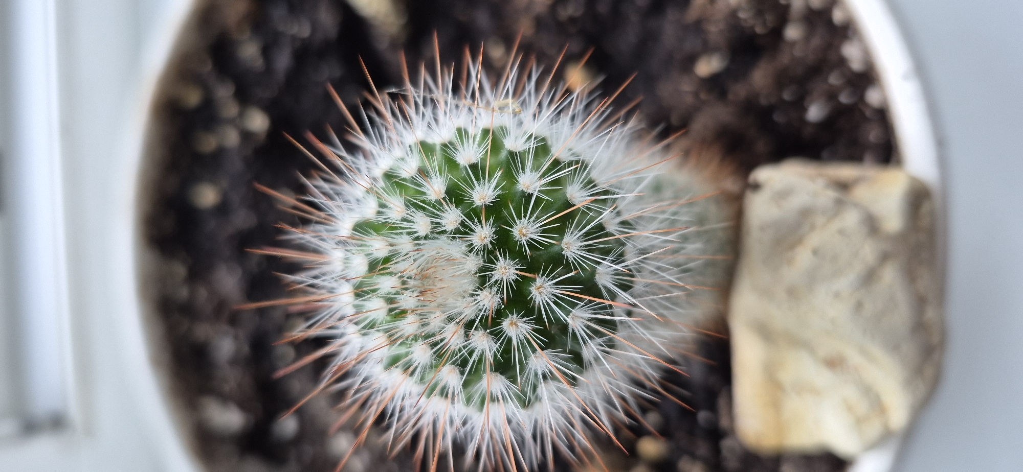 A close-up, overhead shot focuses on the top of a small, green cactus with numerous white and reddish-brown spines. The cactus is planted in dark soil with some small white pebbles mixed in. A light-colored, irregular-shaped rock rests in the foreground, partially obscuring the bottom of the cactus. The background is blurred, showing what appears to be a white surface and more dark soil. There are no people or visible actions. The scene is indoors, likely on a windowsill.