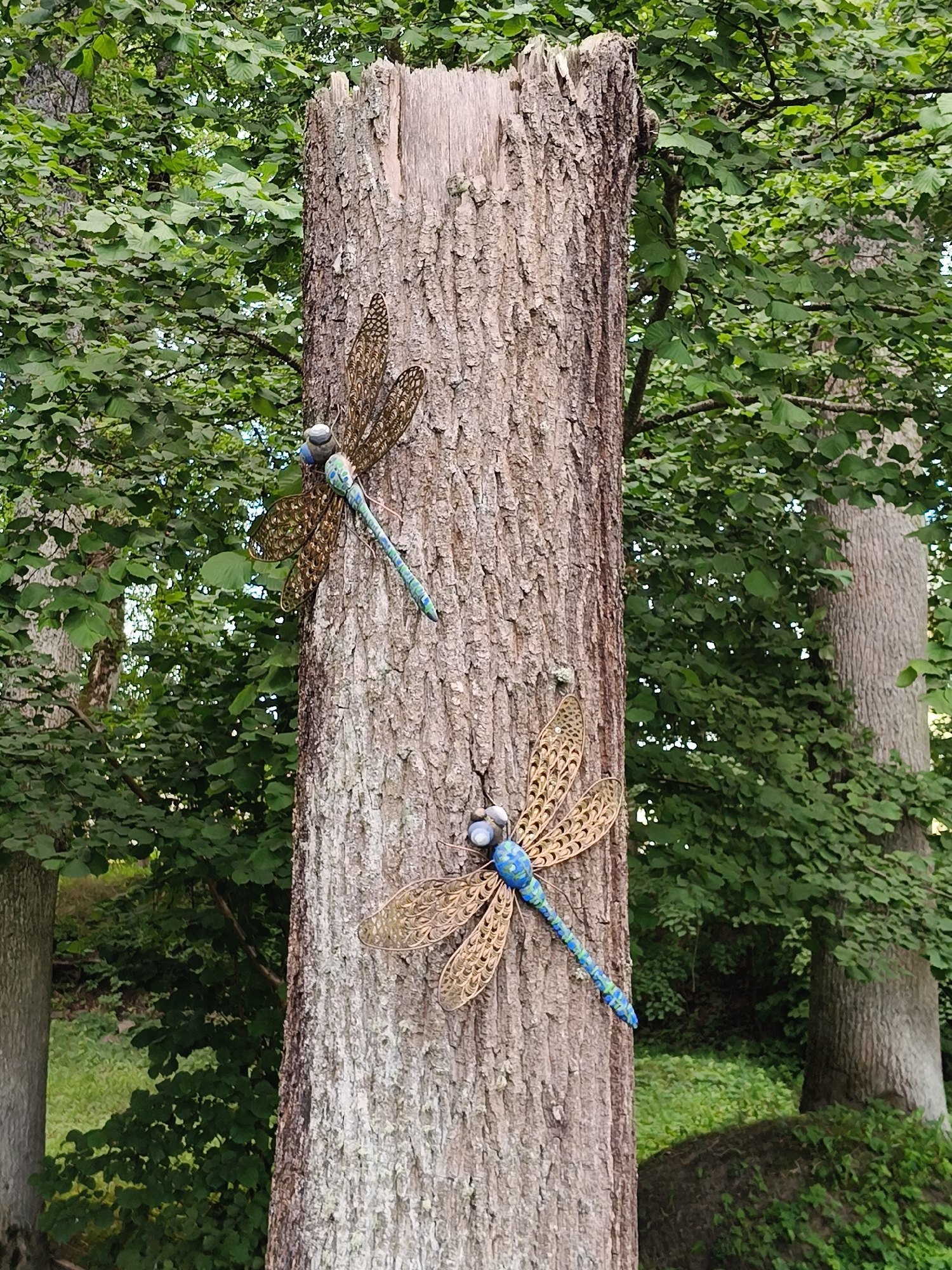The image shows a close-up of a weathered, rough-barked tree stump in Koknese, Latvia, with two decorative metal dragonflies attached to it. The dragonflies are metallic with intricate wing patterns and brightly colored bodies, one predominantly blue and green, the other also with blue accents. They are positioned vertically on the stump, one above the other. Behind the stump, lush green foliage from trees forms a dense canopy, with visible branches and leaves. The lighting suggests it is daytime, with soft, natural light filtering through the leaves. The environment appears to be outdoors, possibly in a park or a wooded area within the city.